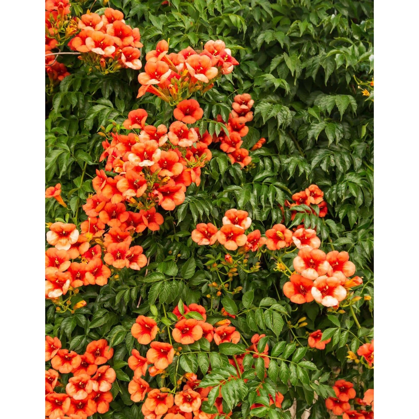 Trumpet Creeper Vine - 5 Root Divisions
