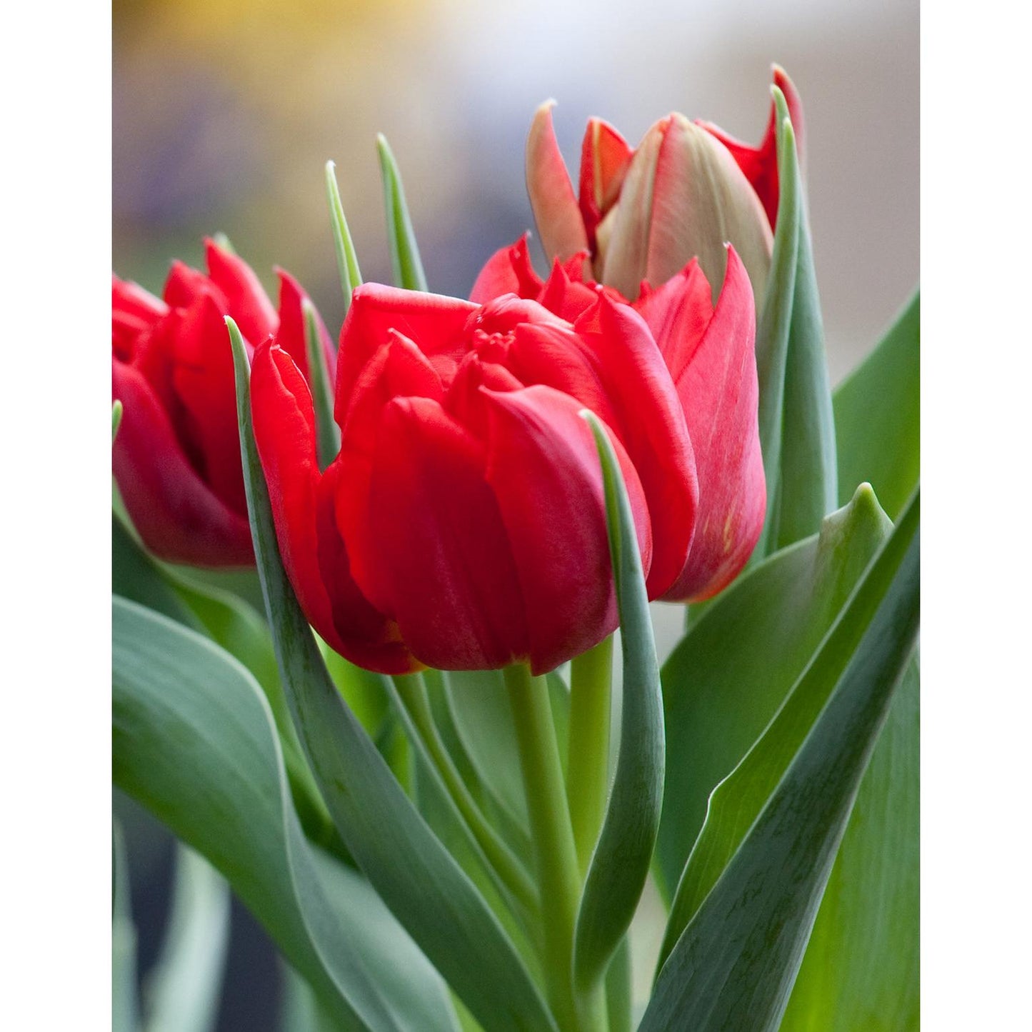 Abba Double Early Tulip - 10 bulbs