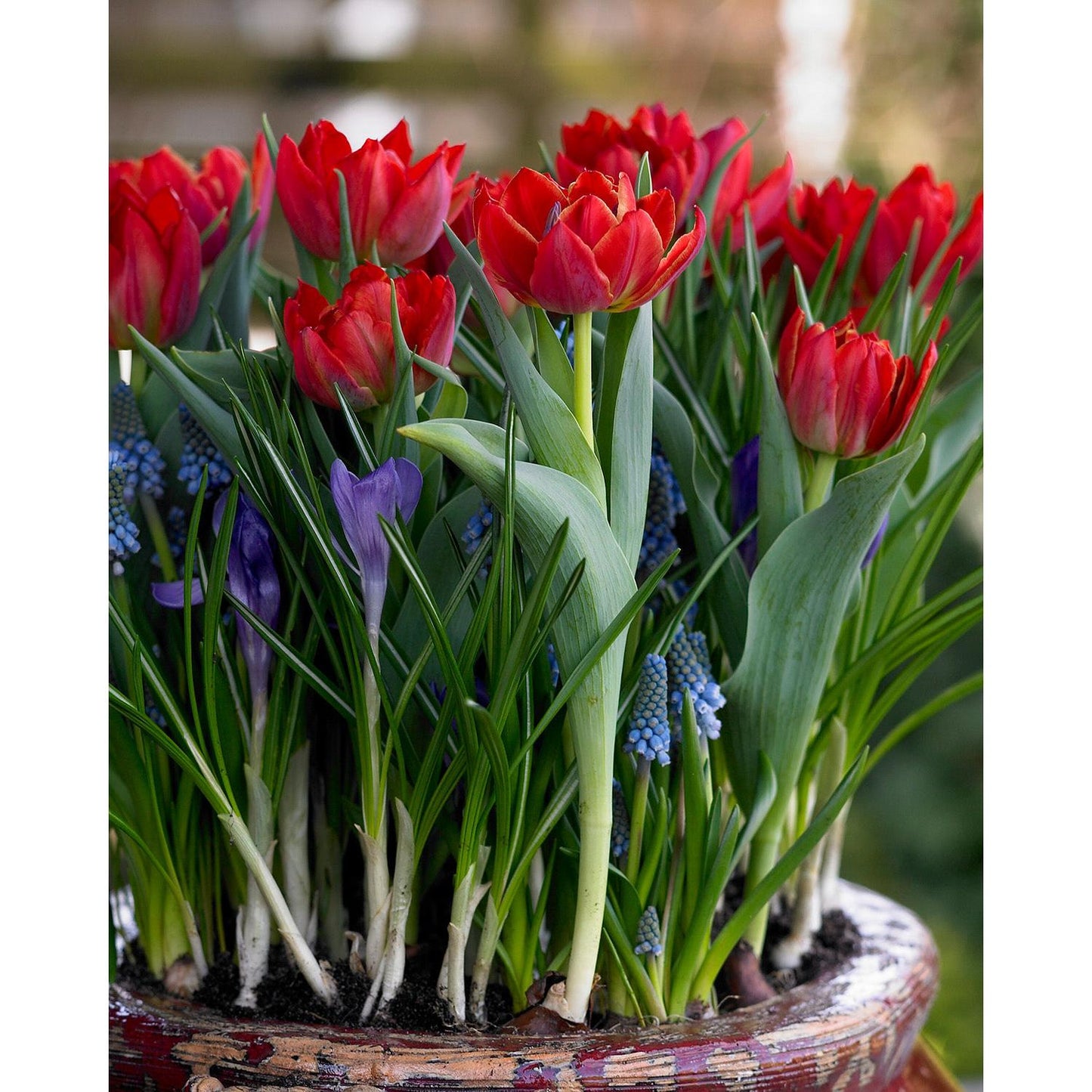 Abba Double Early Tulip - 10 bulbs