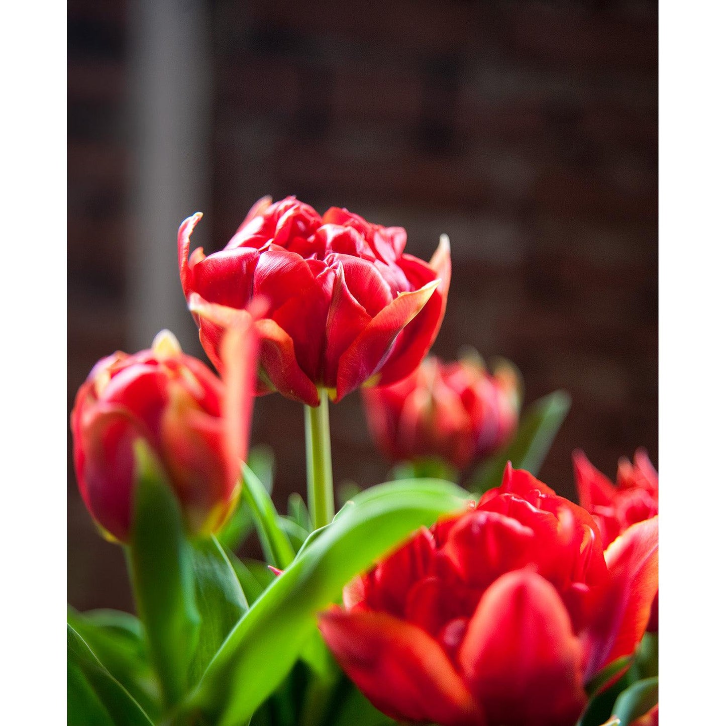 Abba Double Early Tulip - 10 bulbs