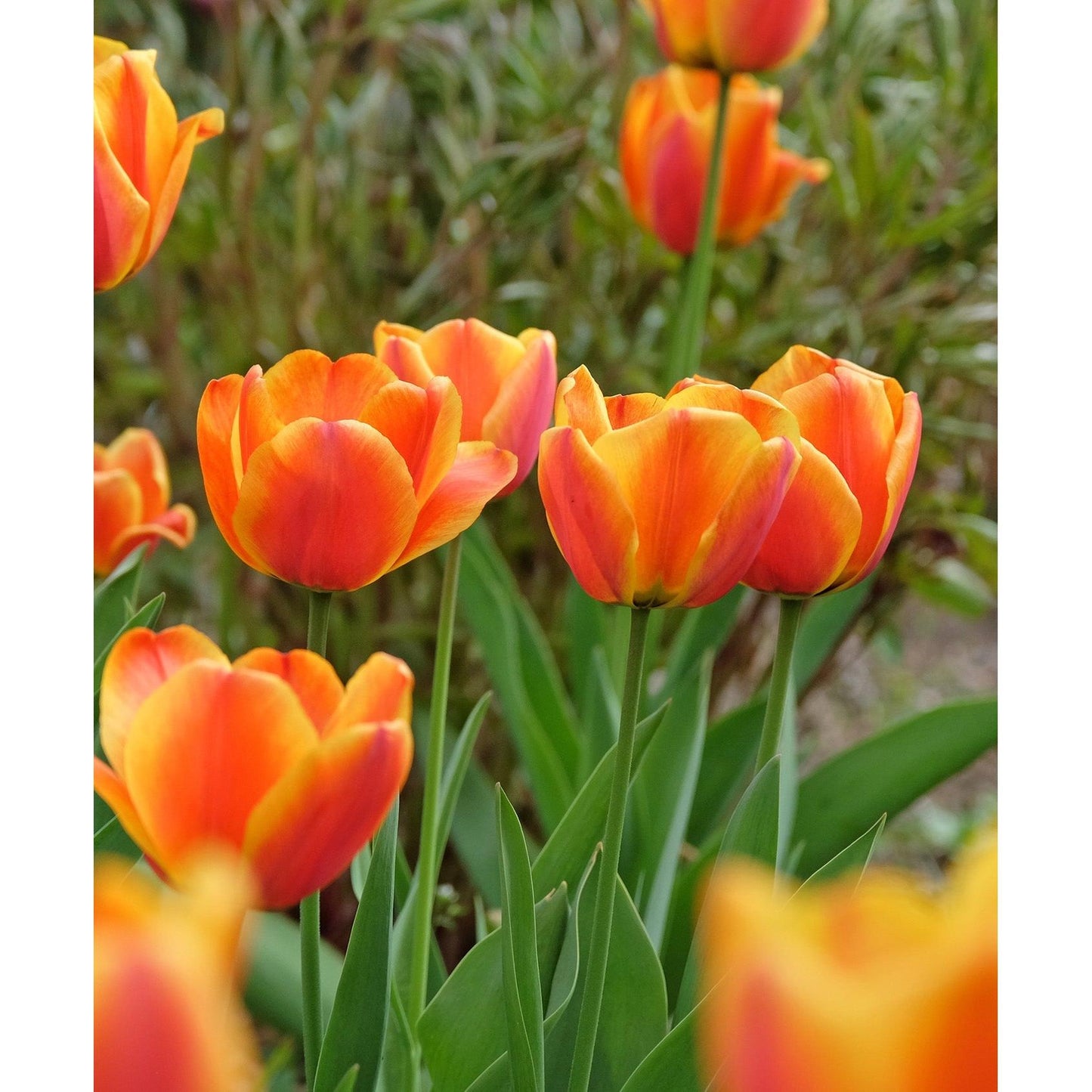 Apeldoorn Elite Striped Darwin Hybrid Tulip - 10 bulbs