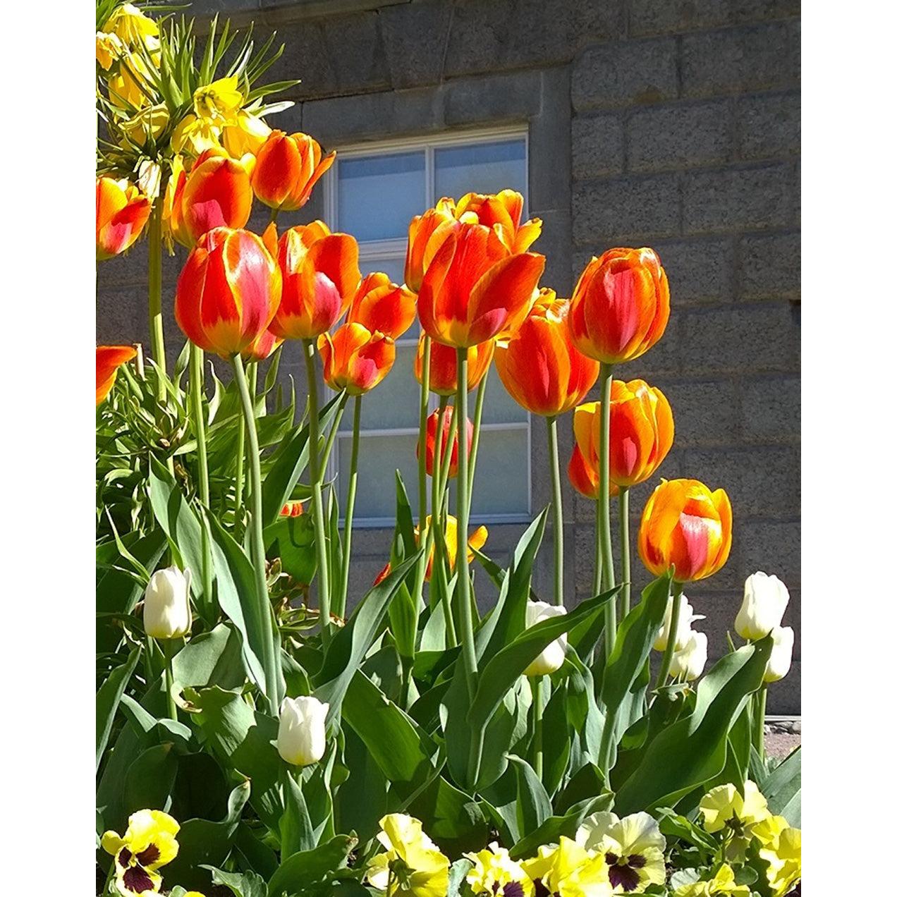 Apeldoorn Elite Striped Darwin Hybrid Tulip - 10 bulbs