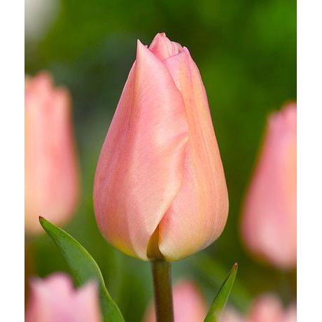 Apricot Beauty Single Early Tulip - 10 bulbs