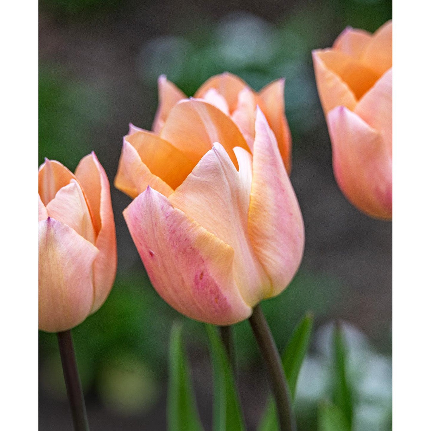Apricot Beauty Single Early Tulip - 10 bulbs