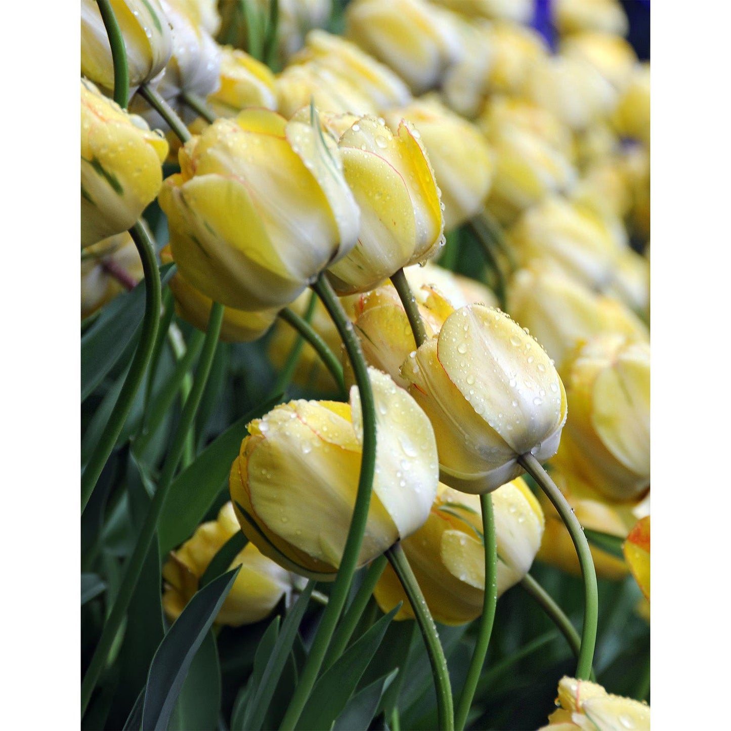 Beauty of Apeldoorn Darwin Hybrid Tulip - 10 bulbs