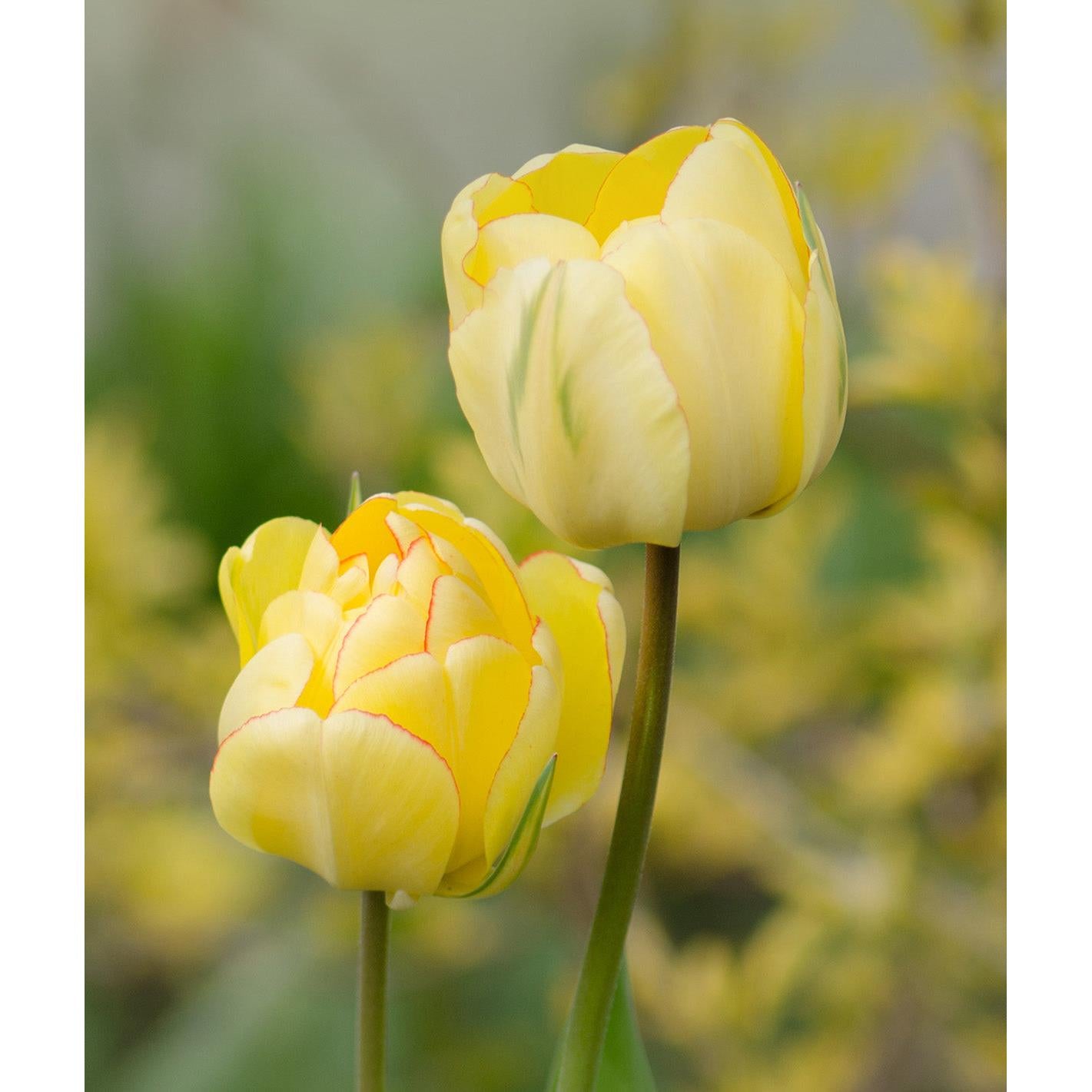Beauty of Apeldoorn Darwin Hybrid Tulip - 10 bulbs