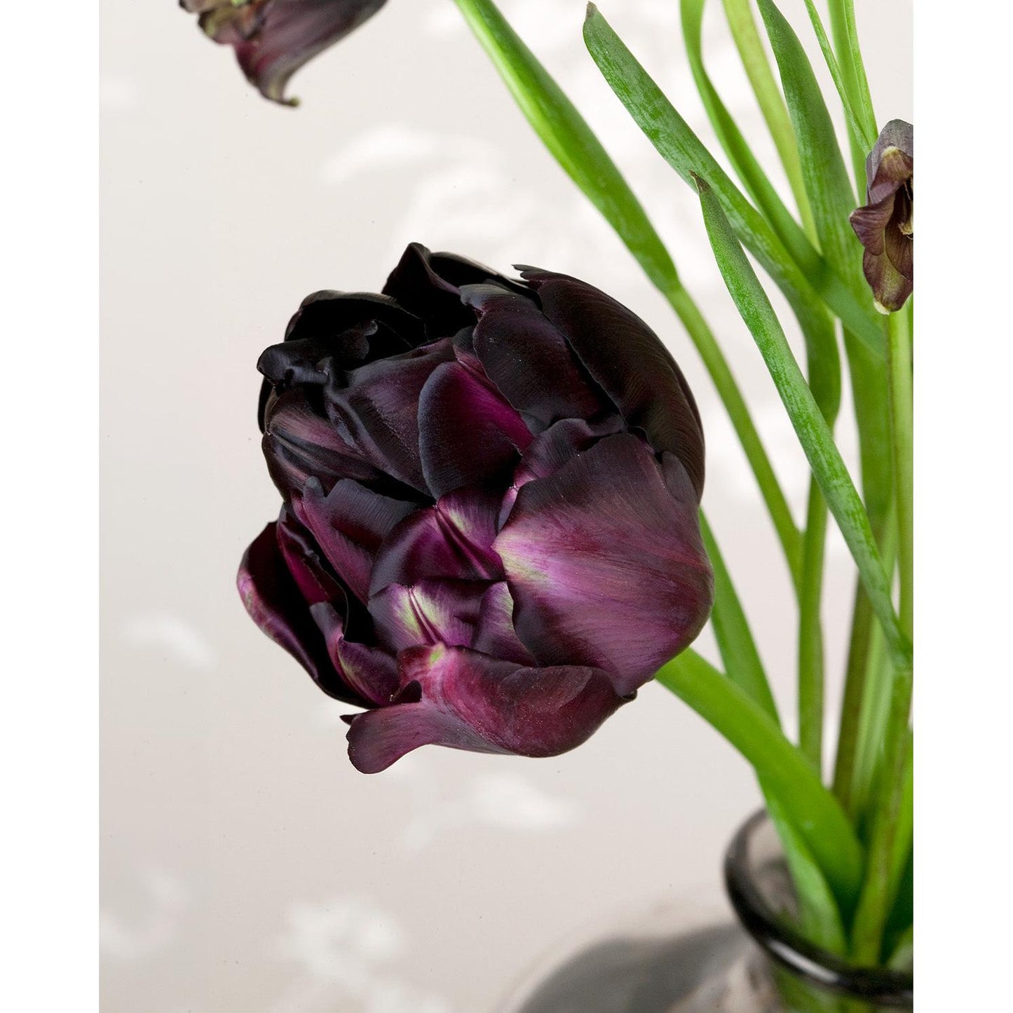Black Hero Double Late Tulip - 10 bulbs