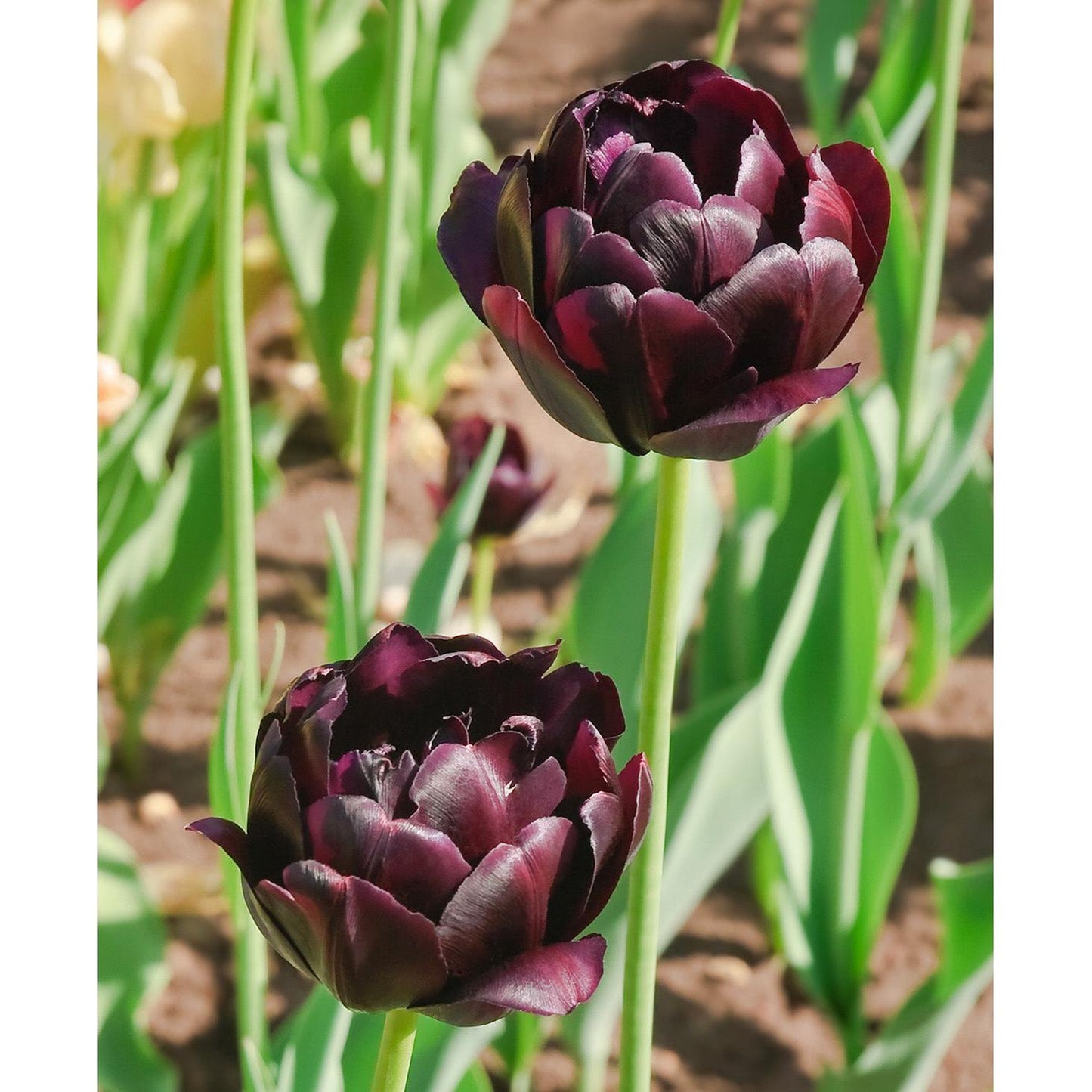Black Hero Double Late Tulip - 10 bulbs