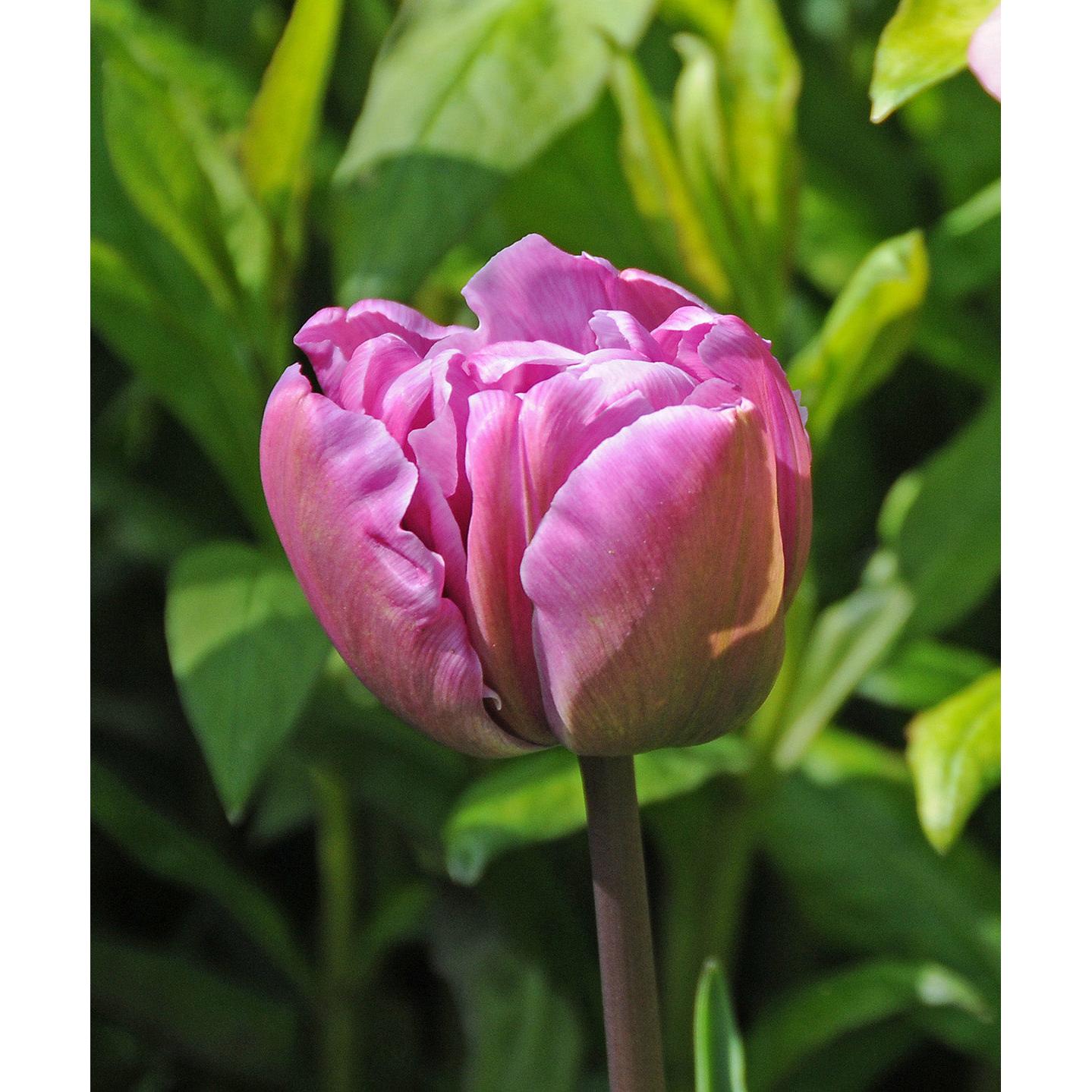 Blue Diamond Double Late Tulip - 10 bulbs