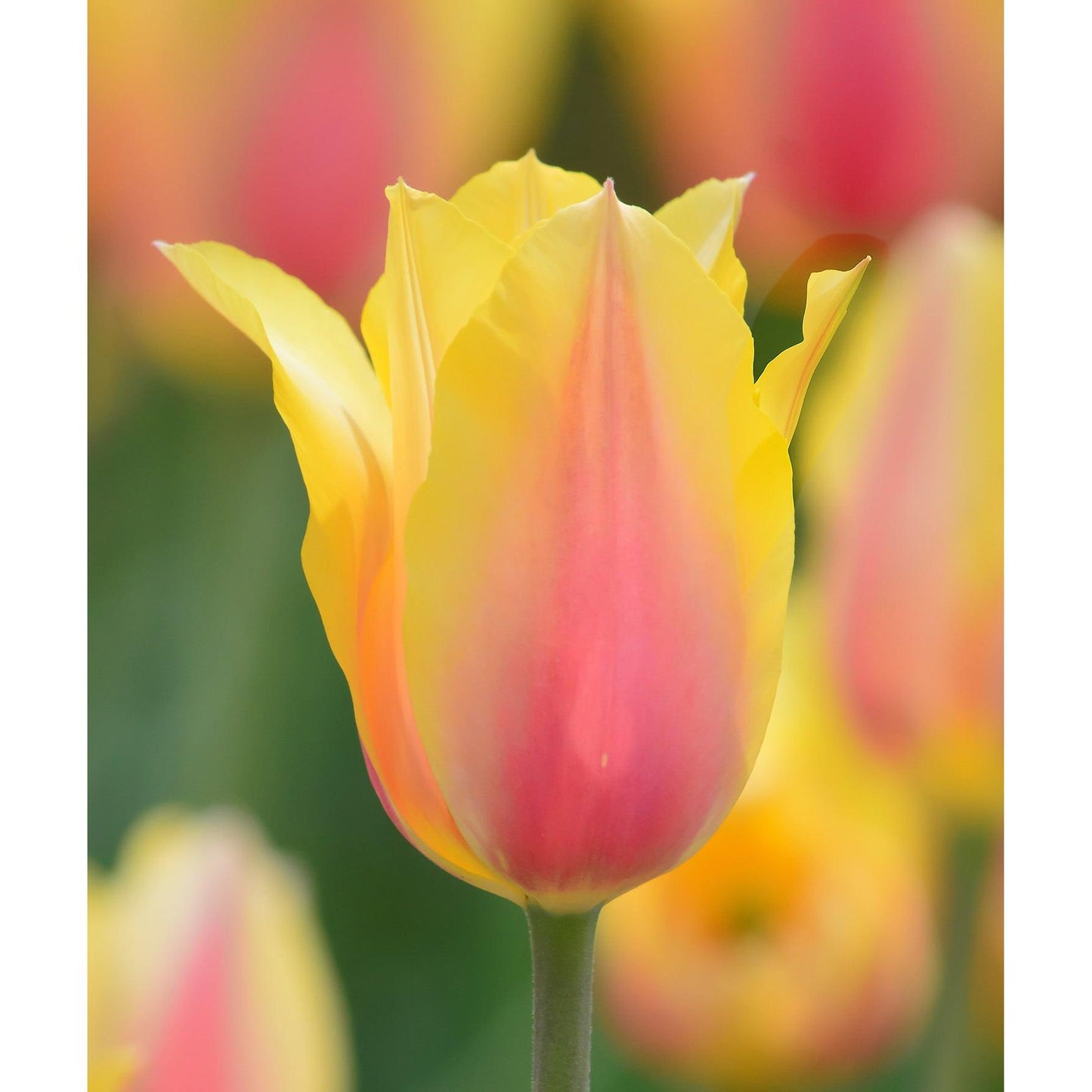 Blushing Beauty Single Late Tulip - 10 bulbs