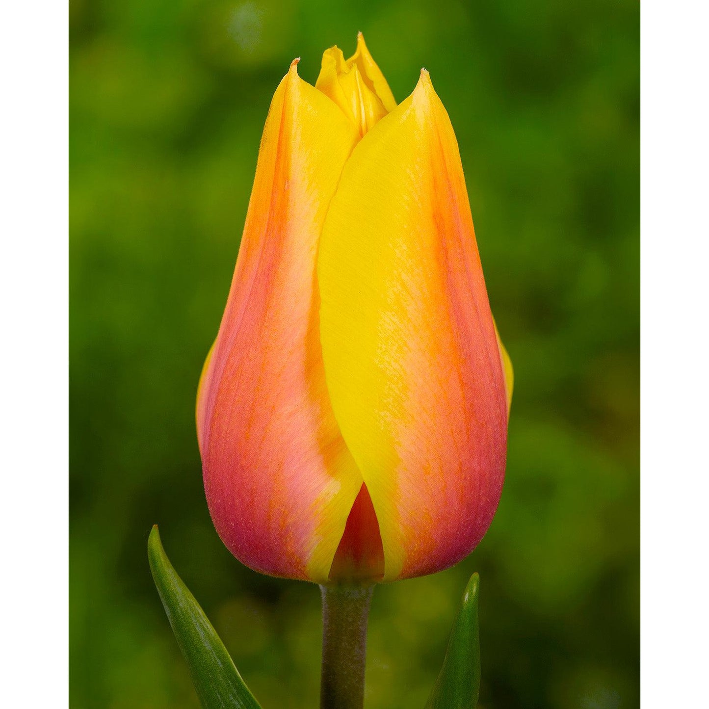 Blushing Beauty Single Late Tulip - 10 bulbs