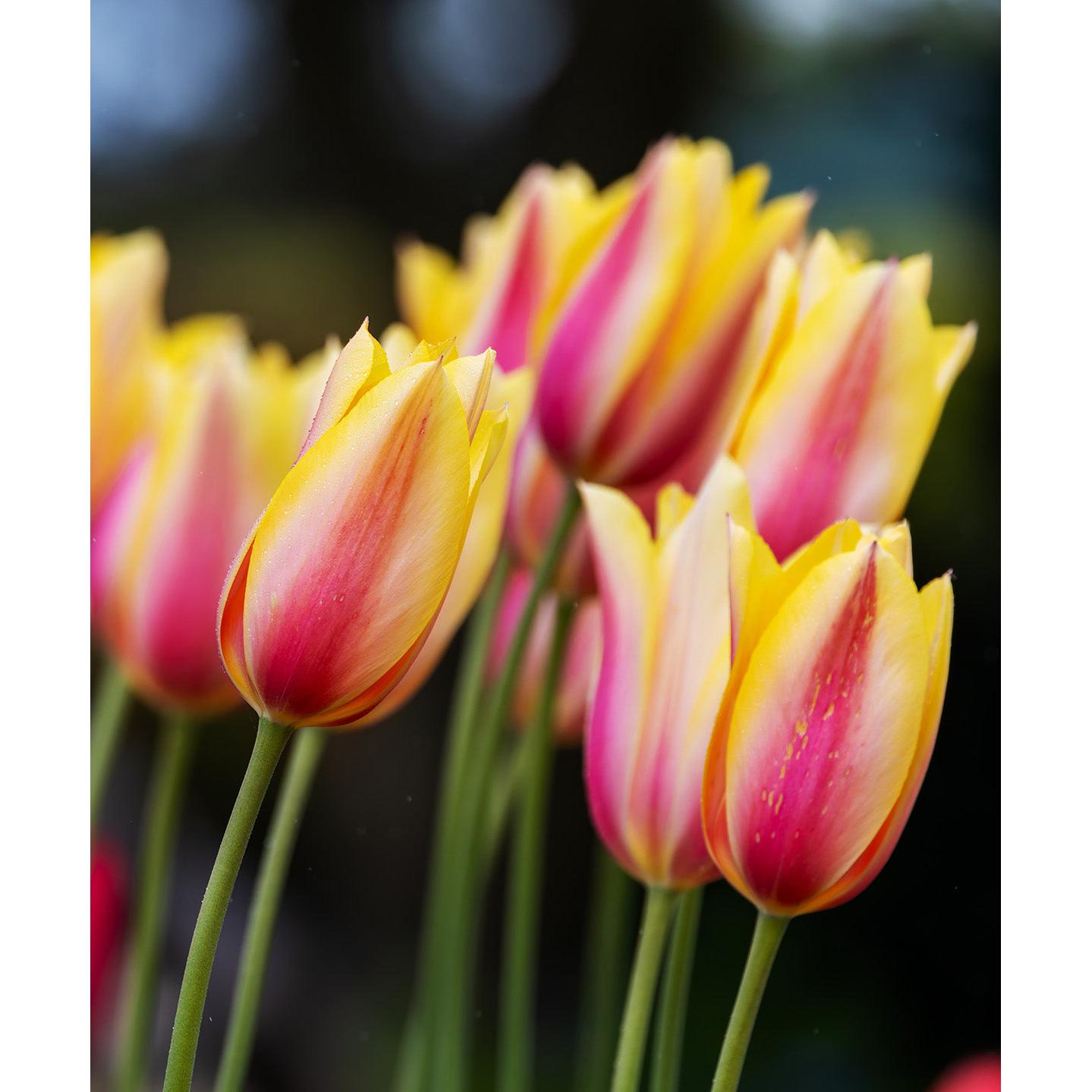 Blushing Beauty Single Late Tulip - 10 bulbs