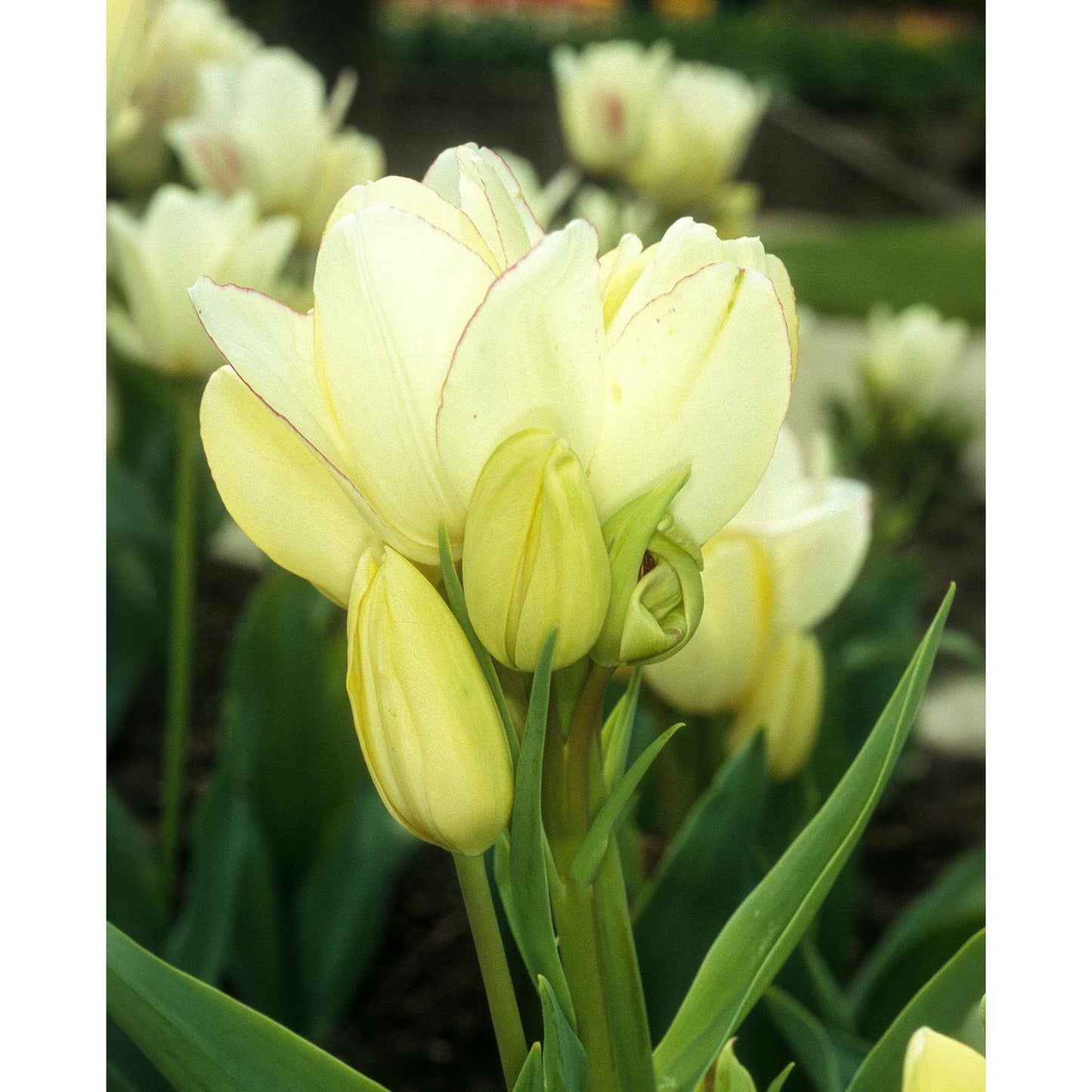 Candy Club Multiflowering Tulip - 10 bulbs