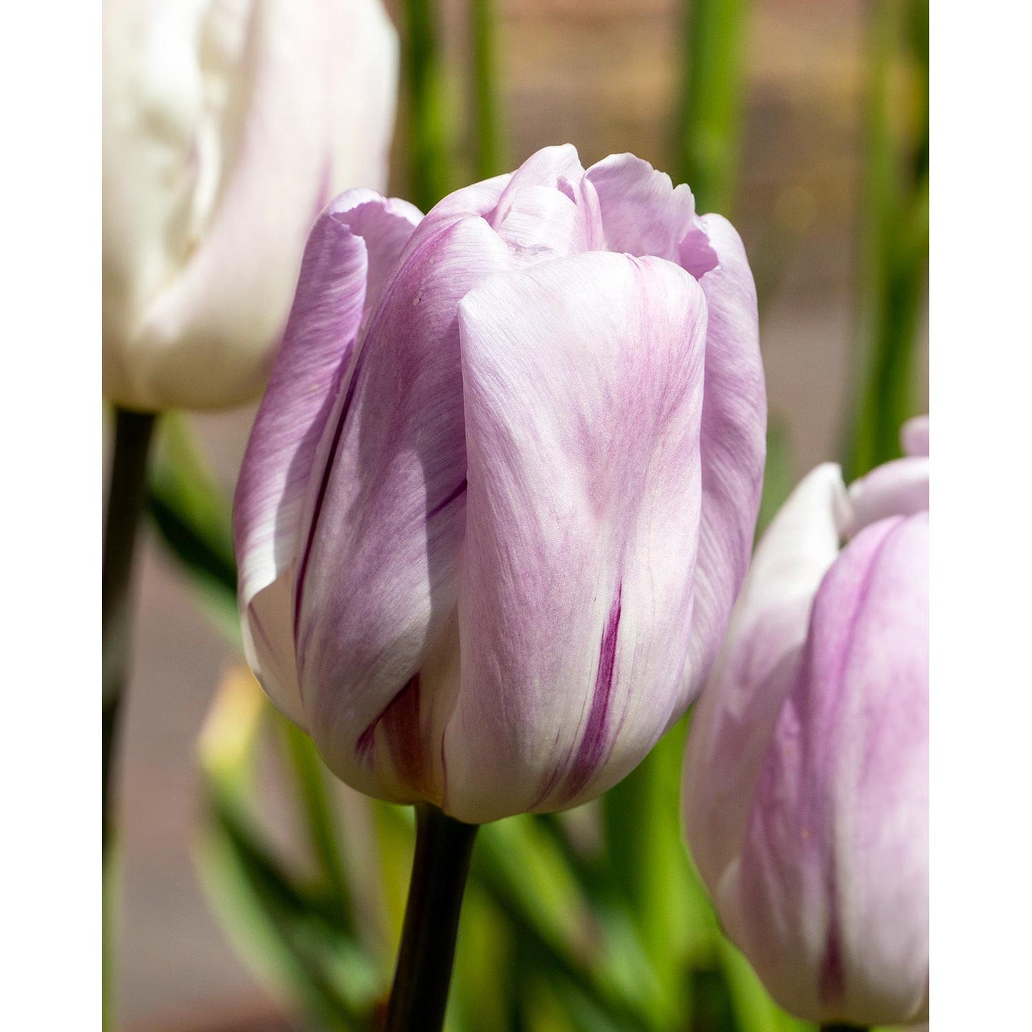 Candy Prince Single Early Tulip - 10 bulbs