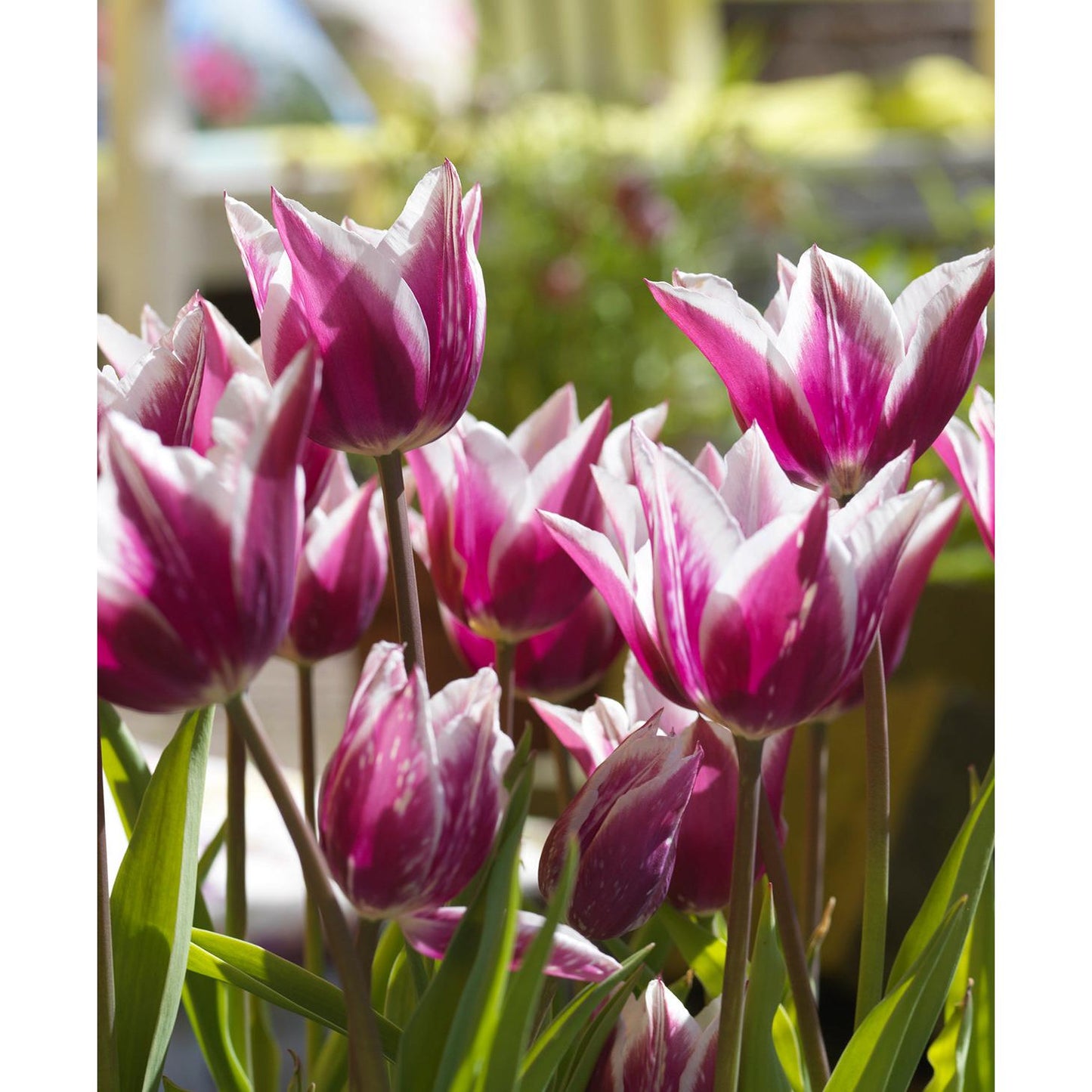 Claudia Lily Flowered Tulip - 10 bulbs