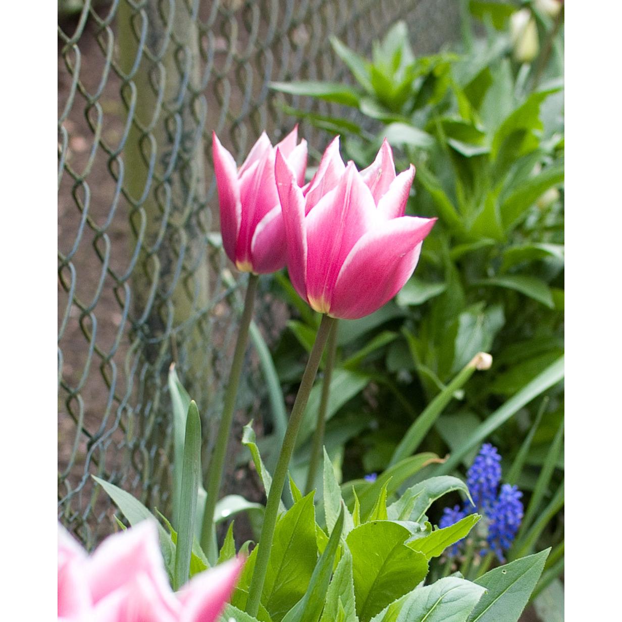 Claudia Lily Flowered Tulip - 10 bulbs