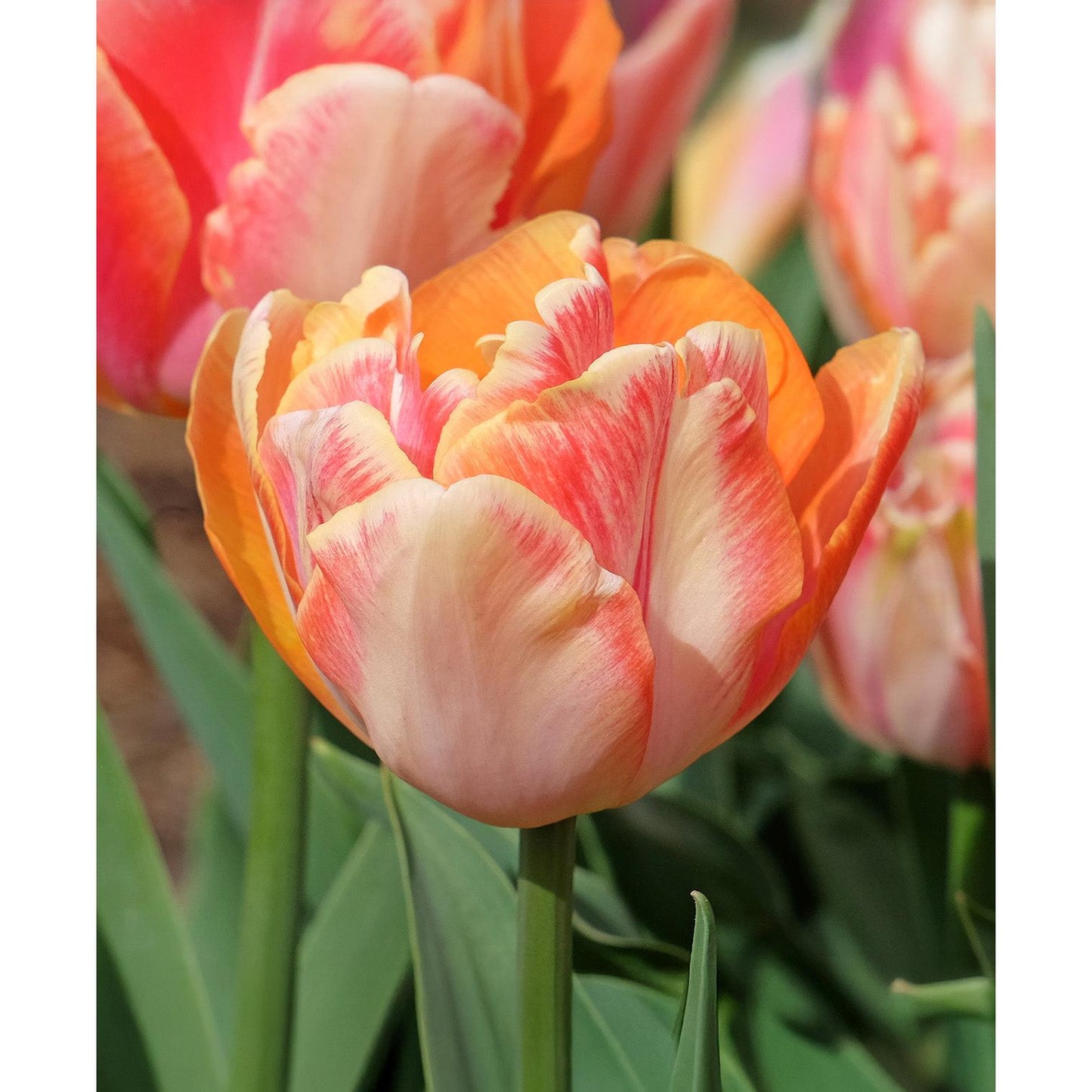 Creme Upstar Double Late Tulip - 10 bulbs