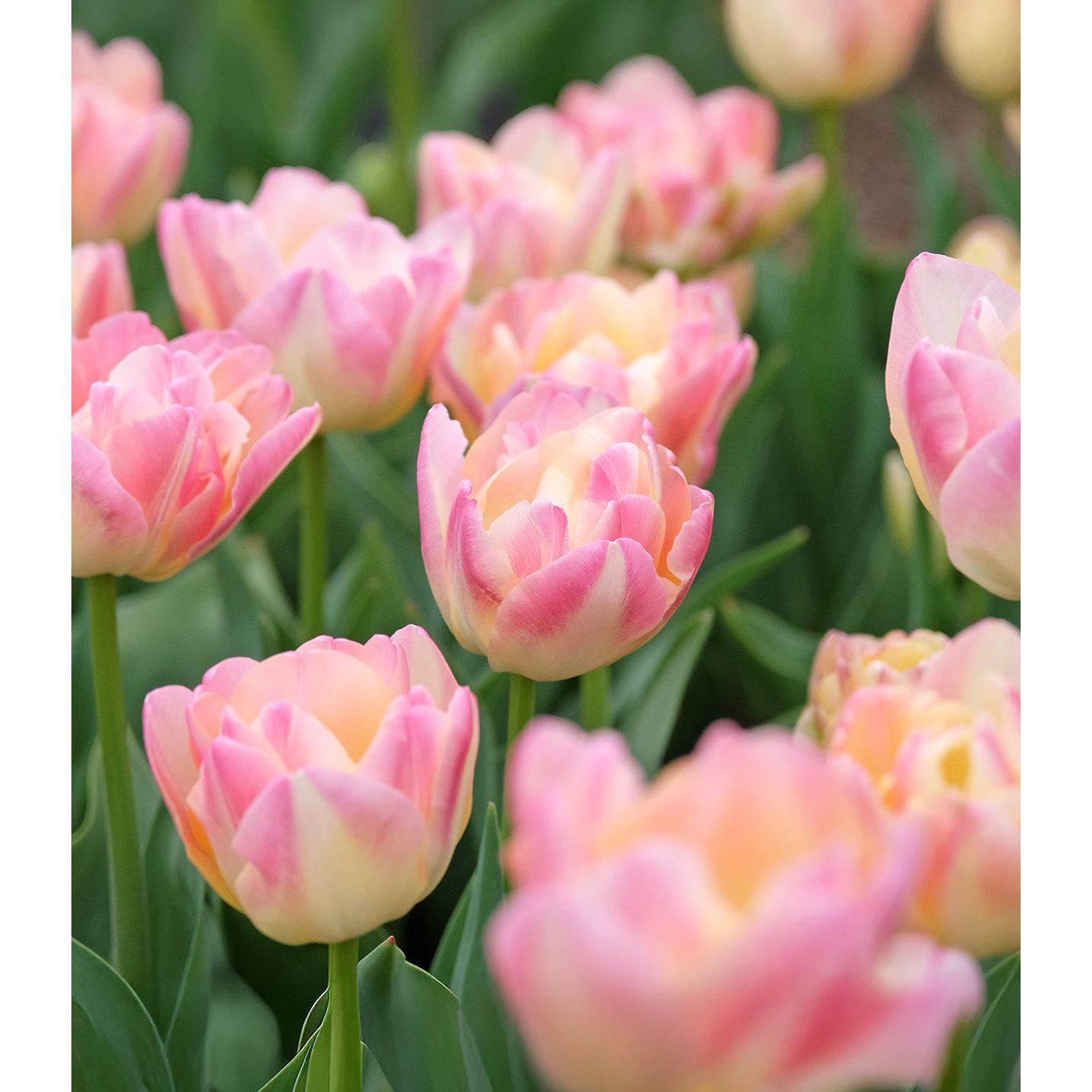 Creme Upstar Double Late Tulip - 10 bulbs