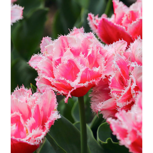 Crispion Love Fringed Tulip - 10 bulbs
