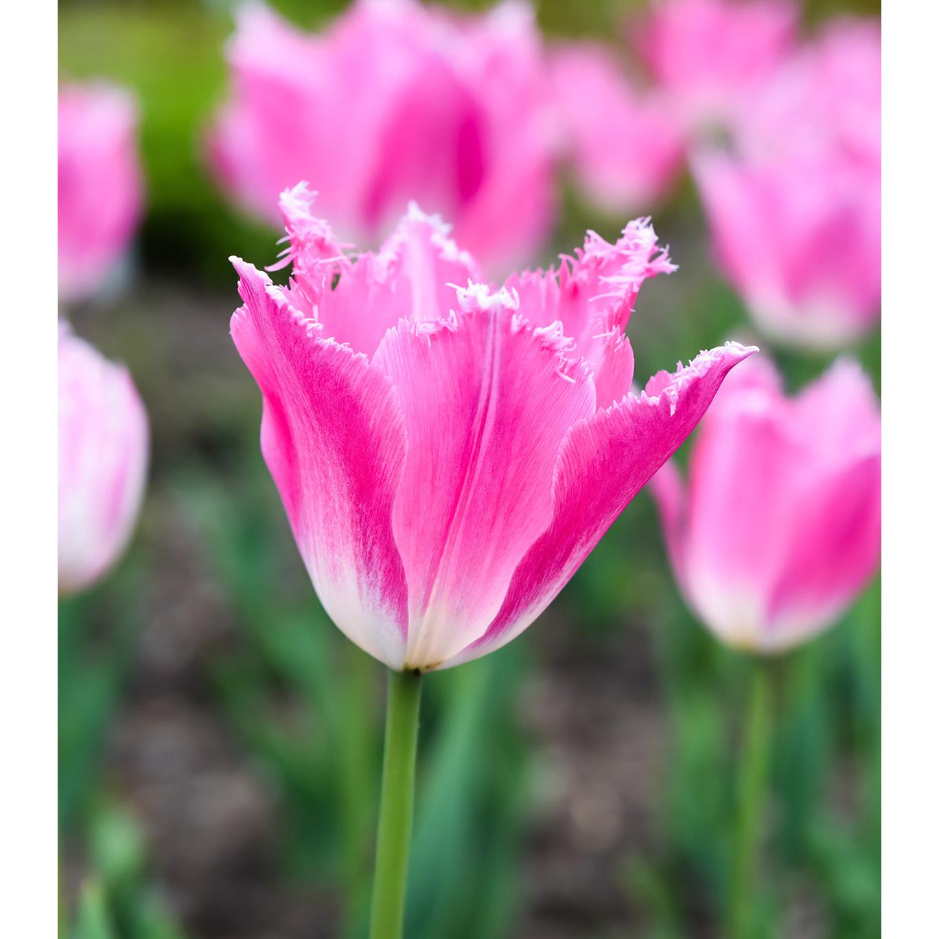 Dallas Fringed Tulip - 10 bulbs