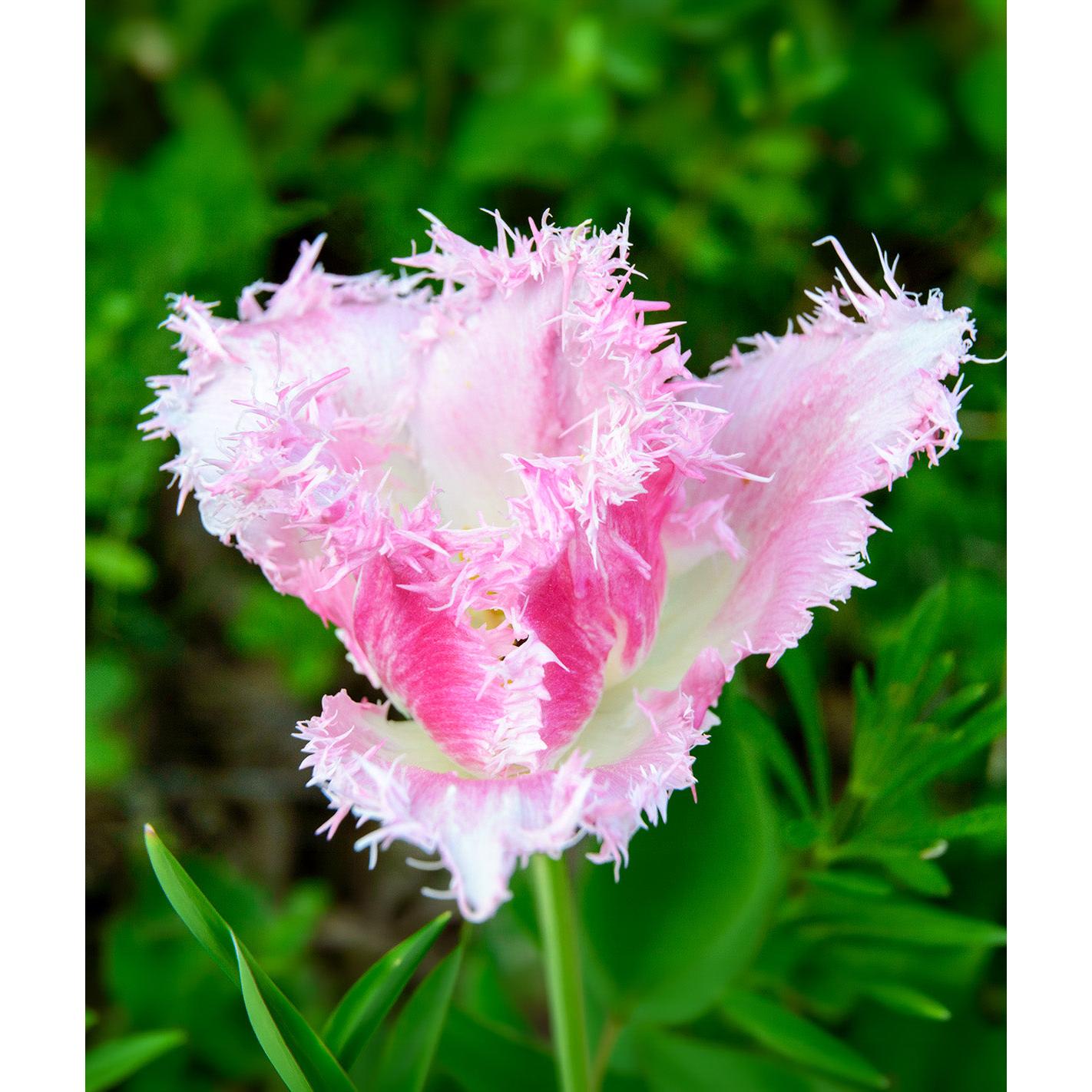 Dallas Fringed Tulip - 10 bulbs