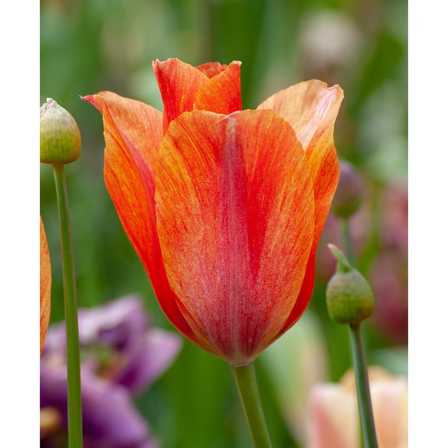 Dordogne Single Late Tulip - 10 bulbs