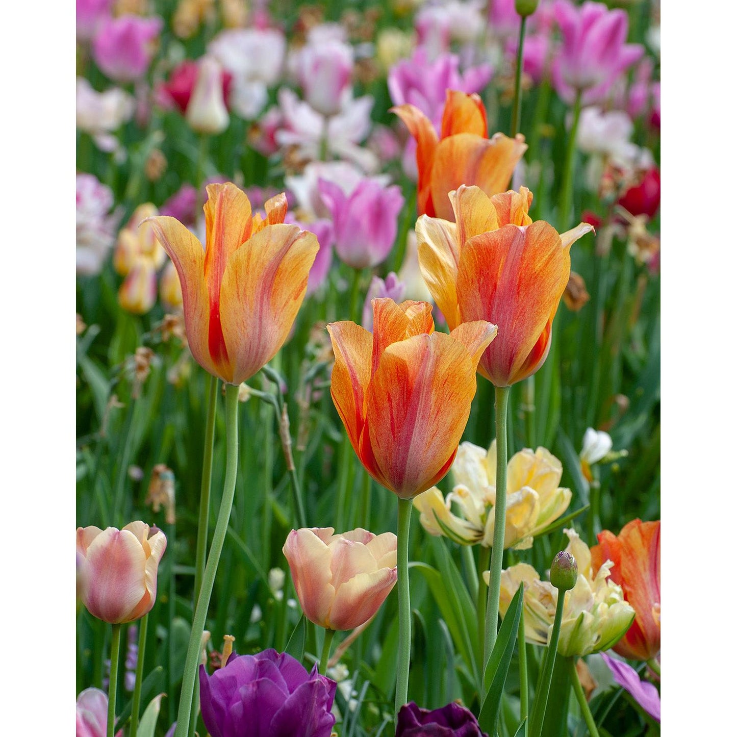 Dordogne Single Late Tulip - 10 bulbs