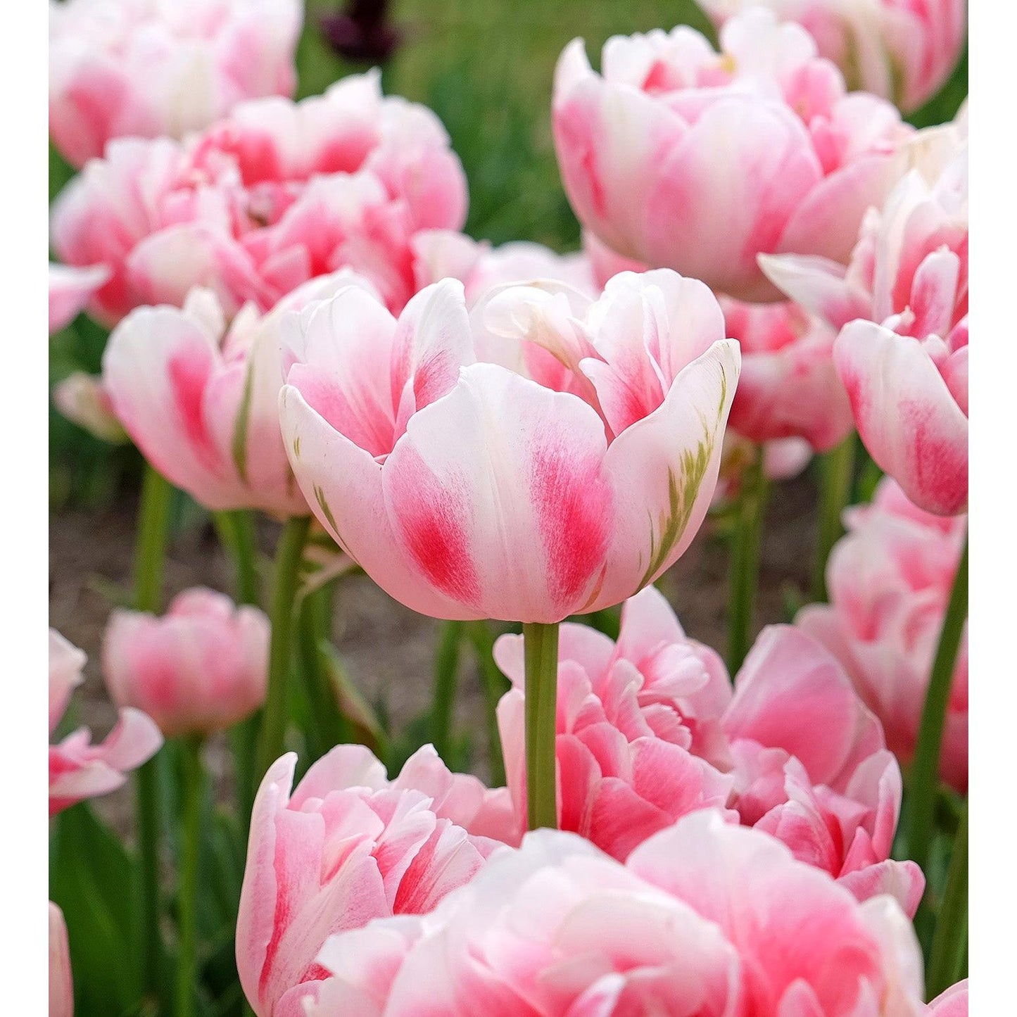 Finola Double Late Tulip - 10 bulbs