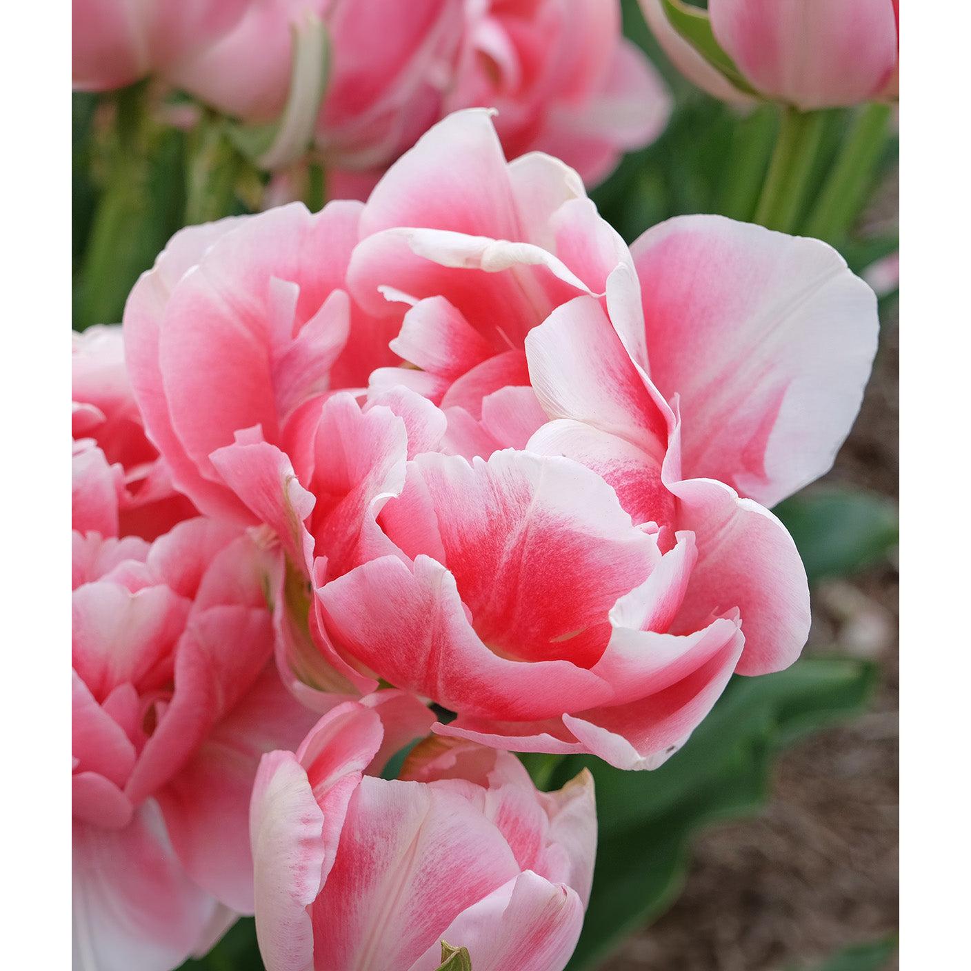 Finola Double Late Tulip - 10 bulbs