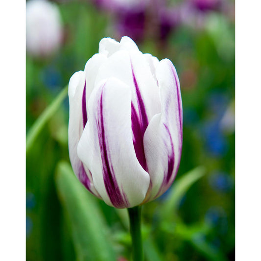 Flaming Flag Triumph Tulip - 10 bulbs