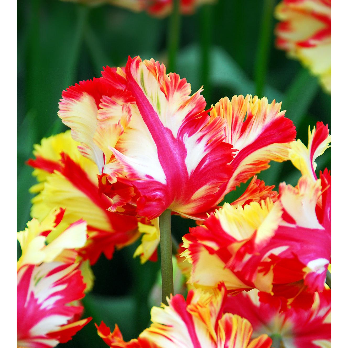 Flaming Parrot Tulip - 10 bulbs