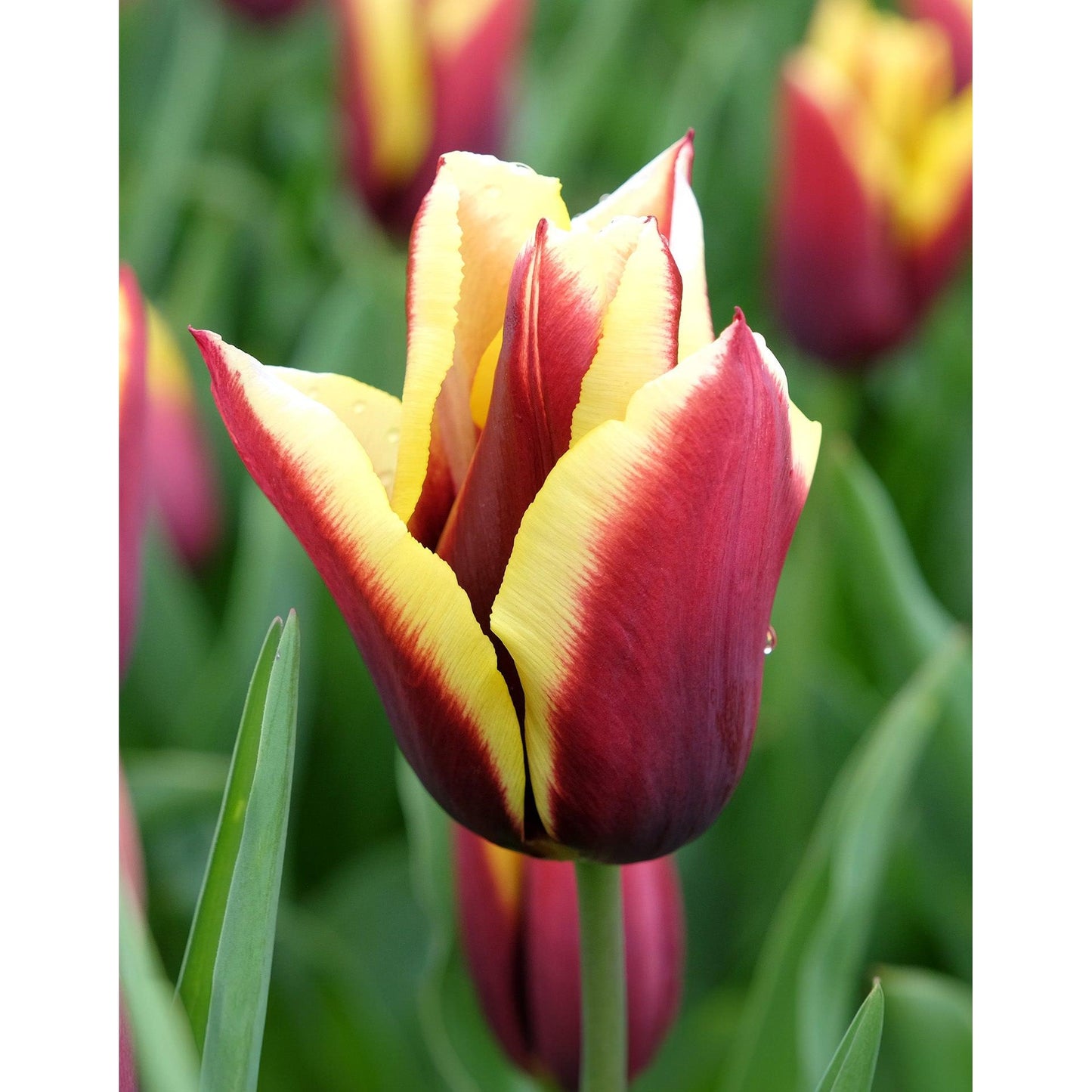 Gavota Triumph Tulip - 10 bulbs