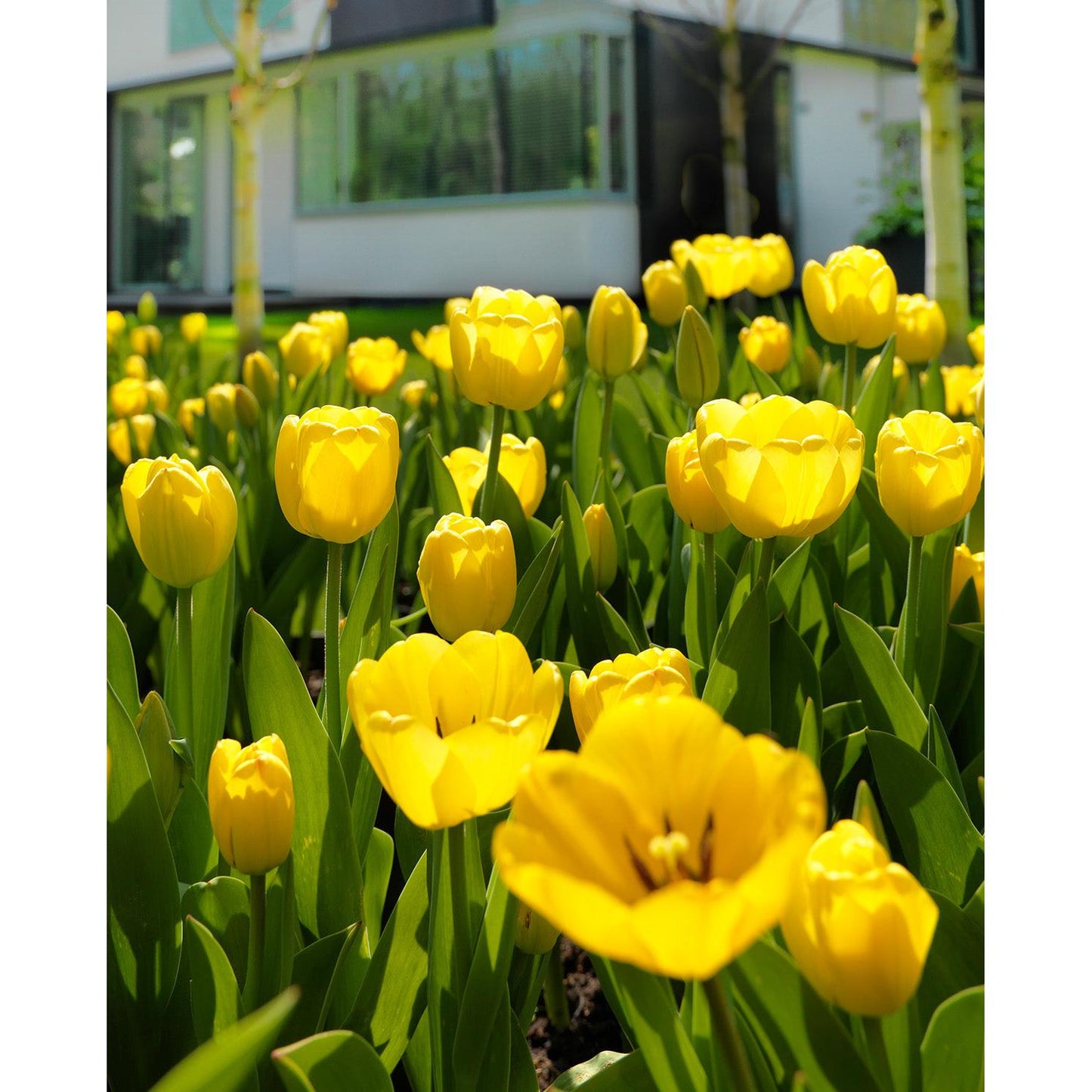 Golden Parade Darwin Hybrid Tulip - 10 bulbs