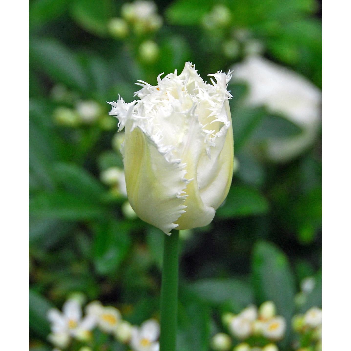 Honeymoon Fringed Tulip - 10 bulbs