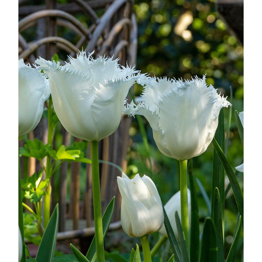Honeymoon Fringed Tulip - 10 bulbs