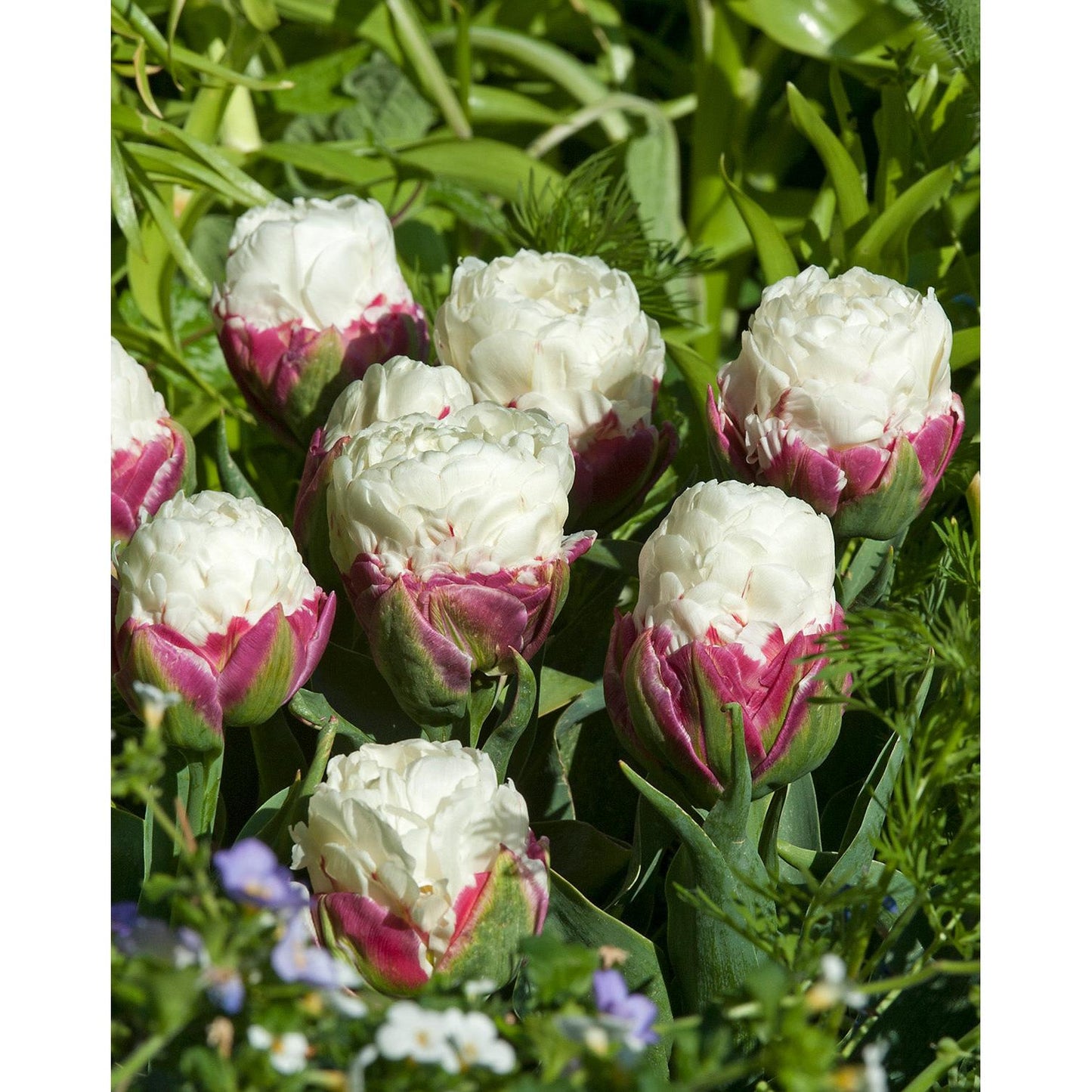 Ice Cream Double Late Tulip - 10 bulbs