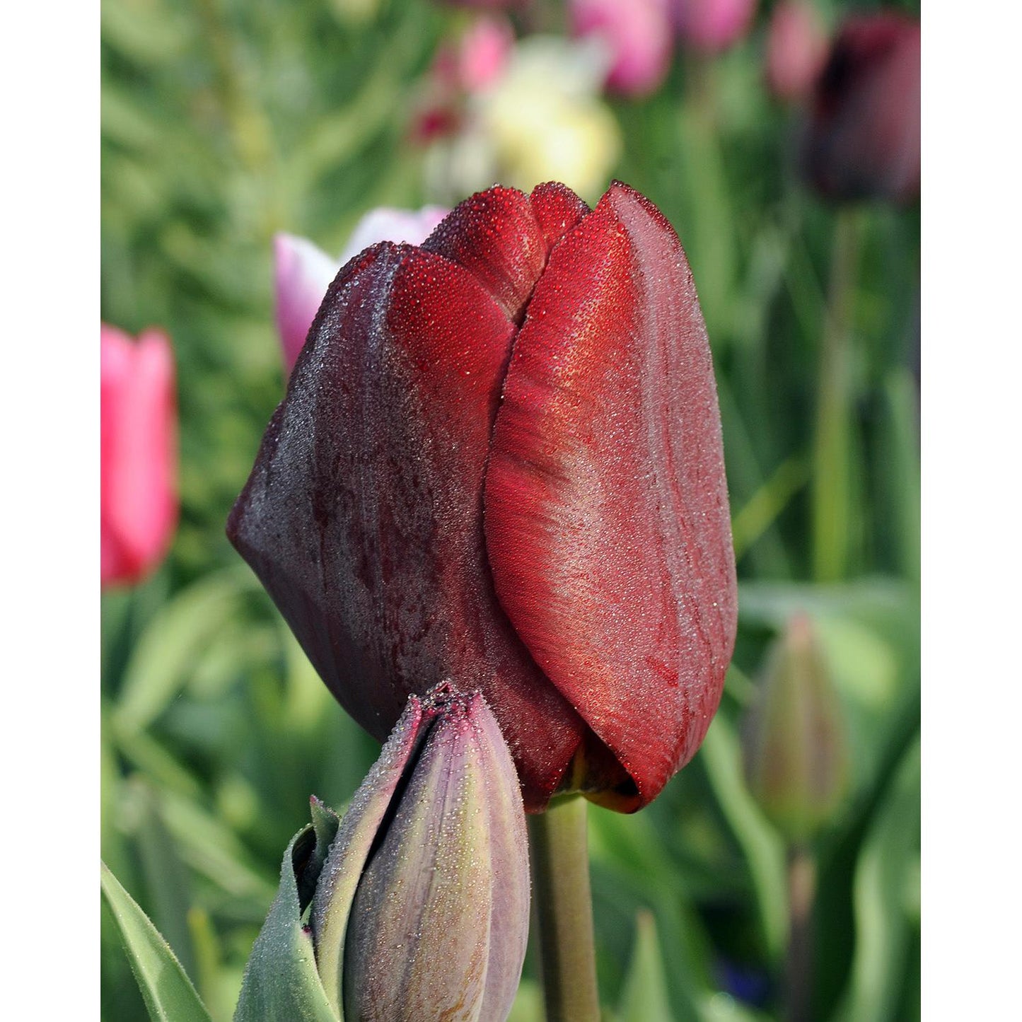 Jan Reus Triumph Tulip - 10 bulbs
