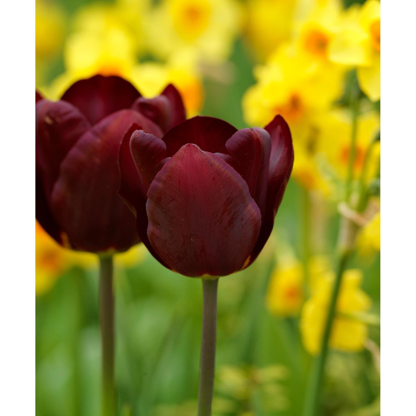 Jan Reus Triumph Tulip - 10 bulbs