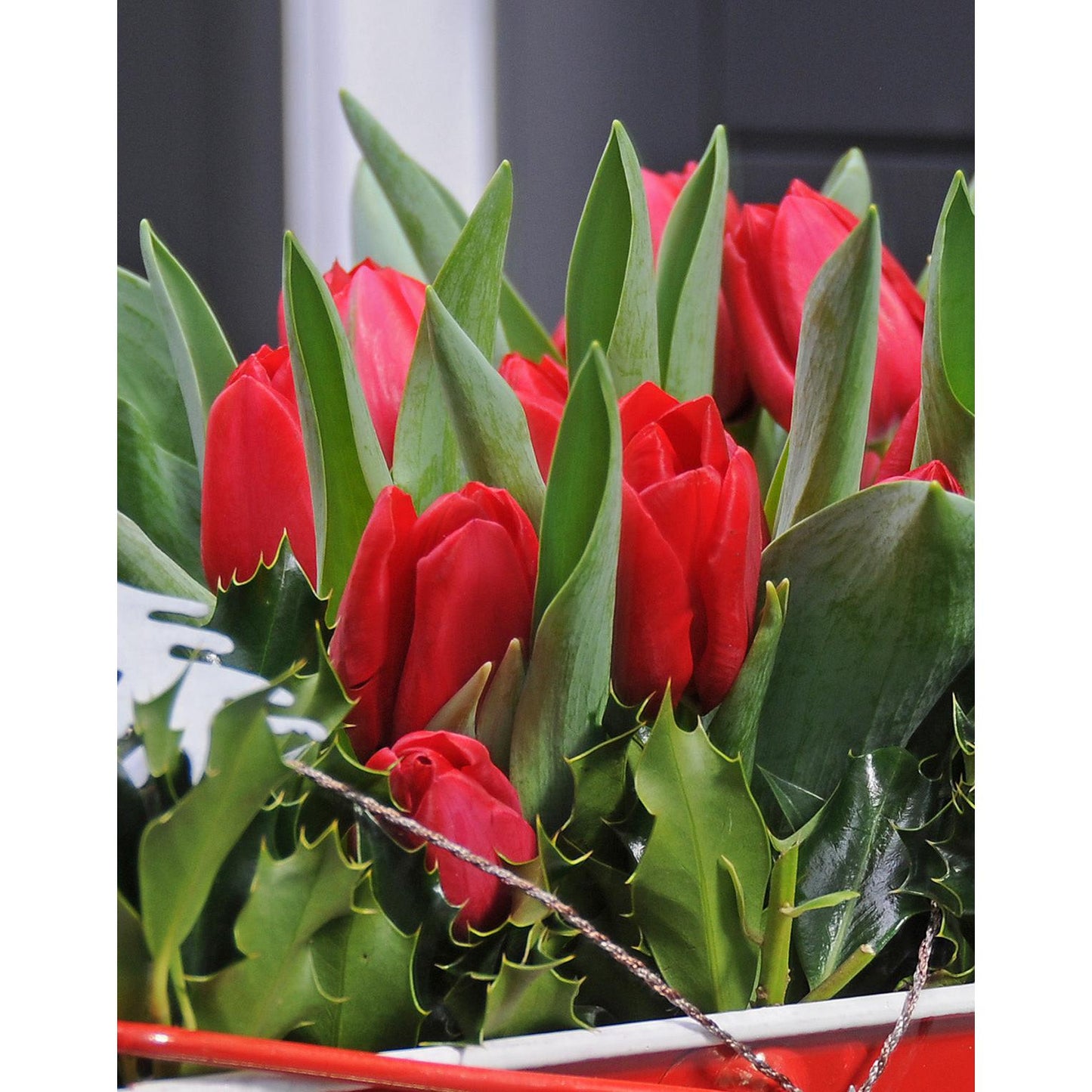 Kingsblood Single Late Tulip - 10 bulbs