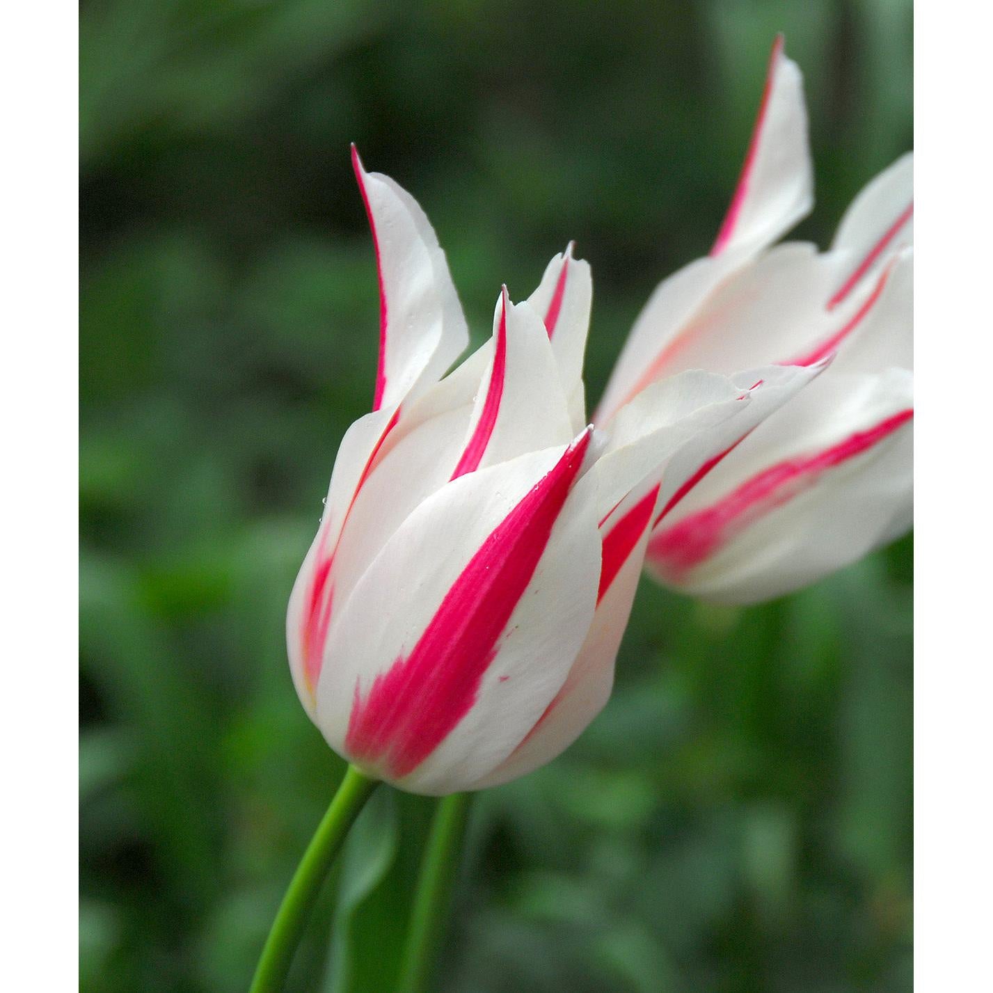 Marilyn Lily Flowered Tulip - 10 bulbs