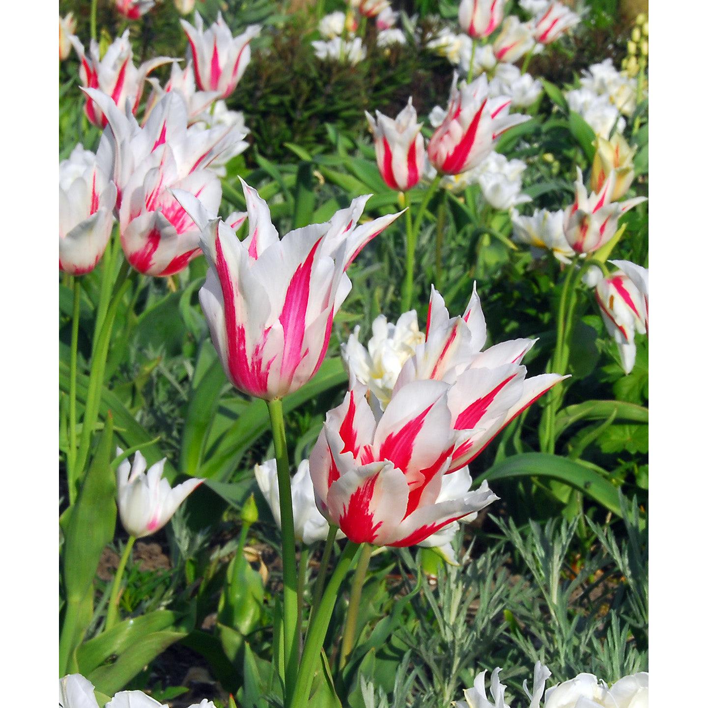 Marilyn Lily Flowered Tulip - 10 bulbs
