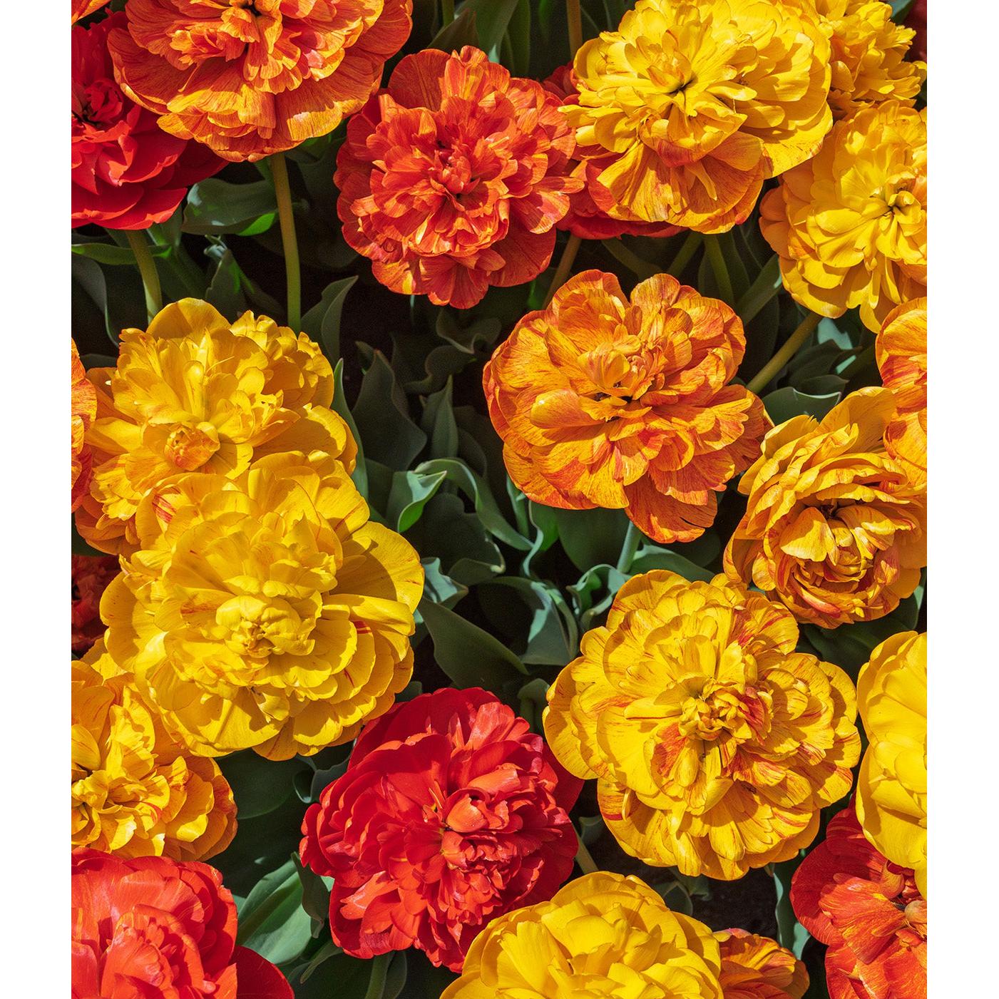 Mixed Double Late Tulips - 30 bulbs