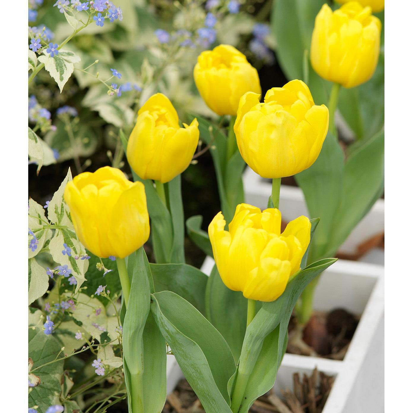 Monte Carlo Double Early Tulip - 10 bulbs