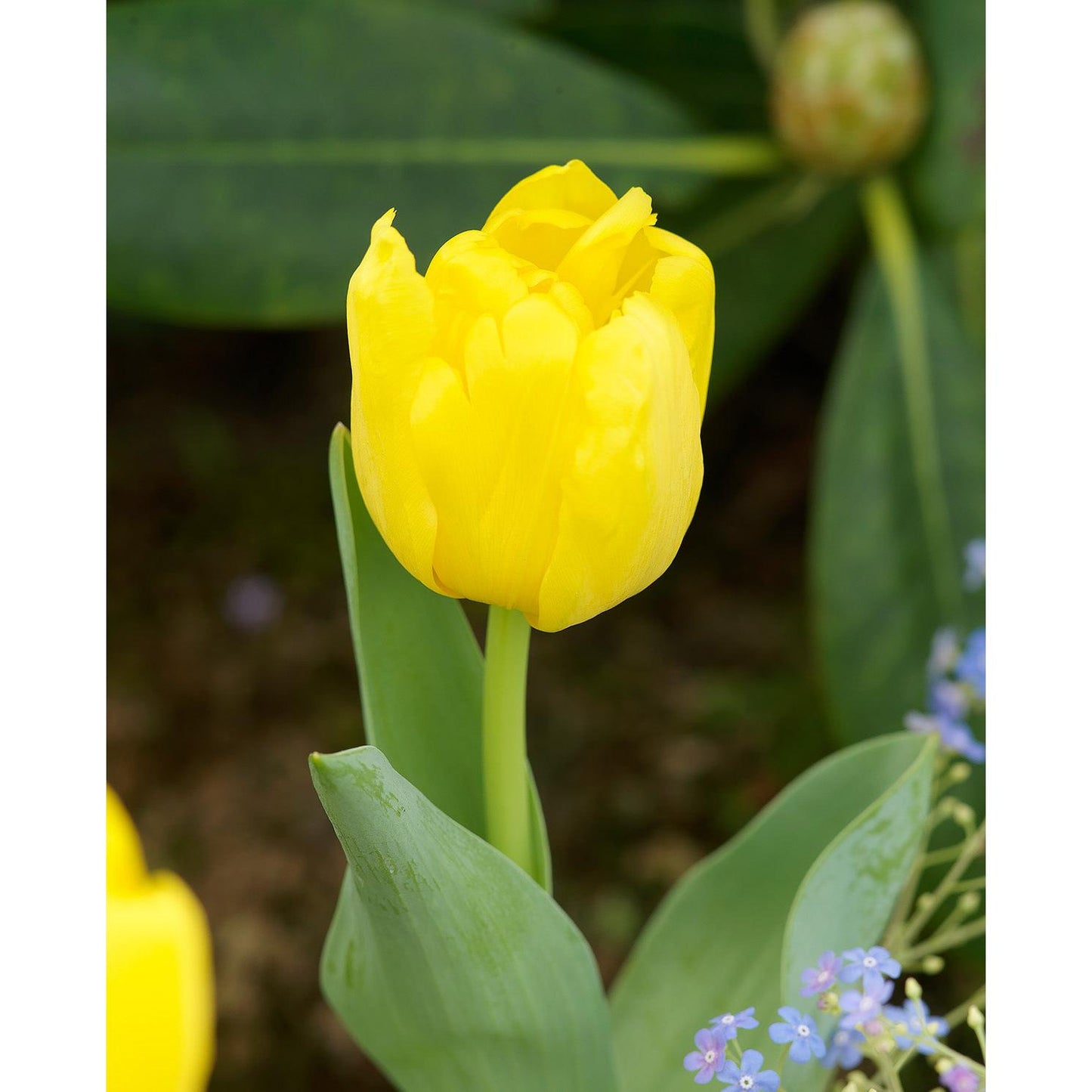 Monte Carlo Double Early Tulip - 10 bulbs