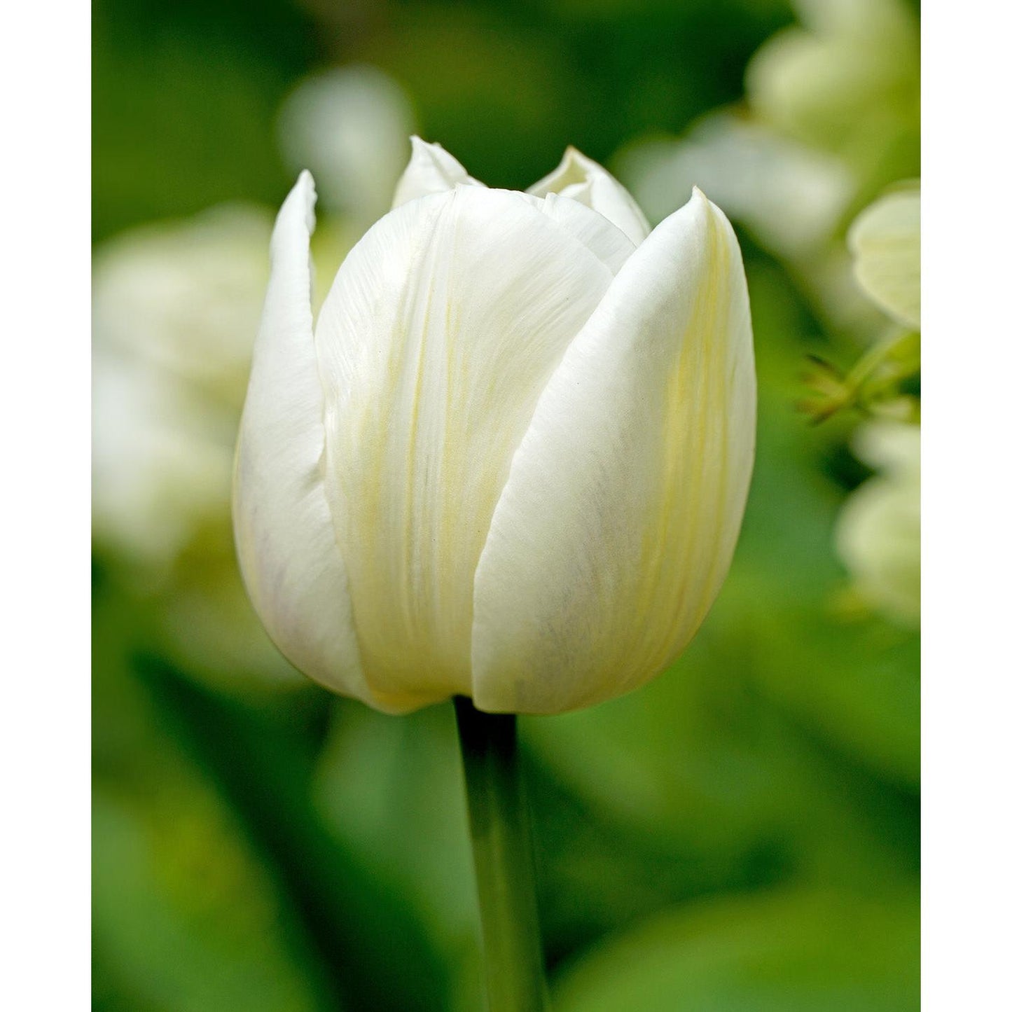 Mount Tacoma Double Late Tulip - 10 bulbs