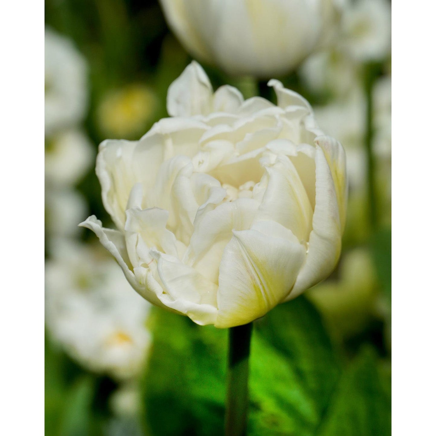 Mount Tacoma Double Late Tulip - 10 bulbs