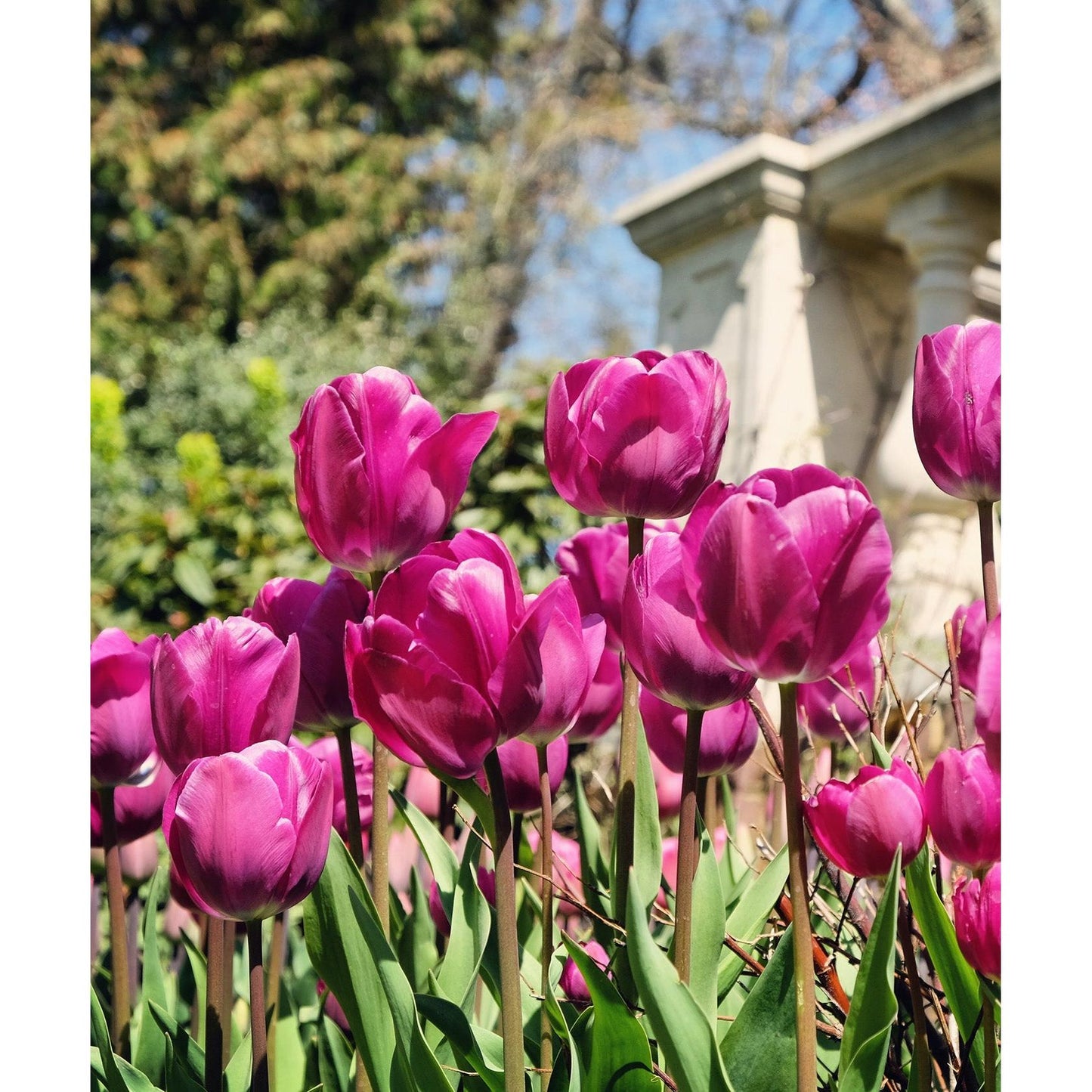 Negrita Triumph Tulip - 10 bulbs