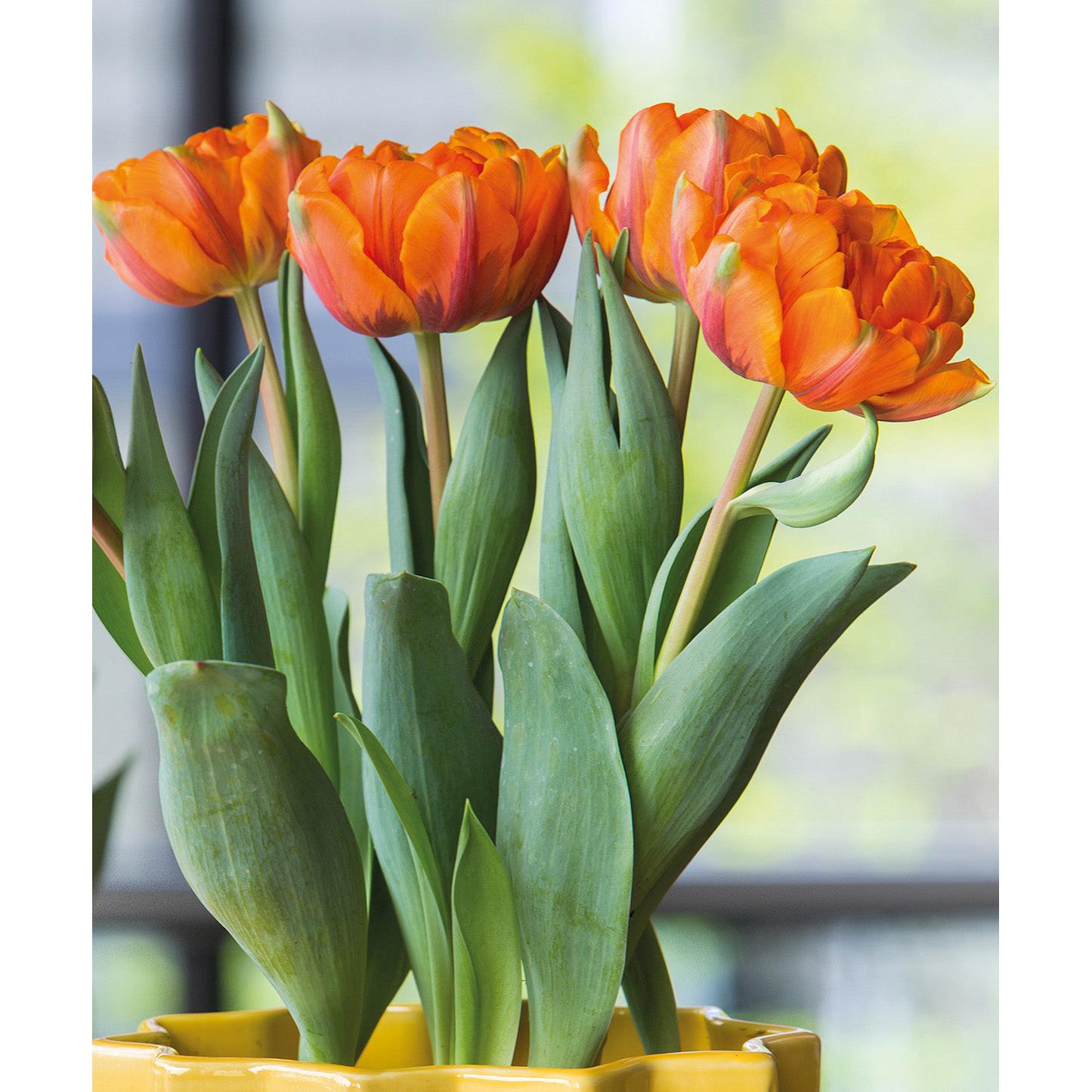 Orange Princess Double Late Tulip - 10 bulbs
