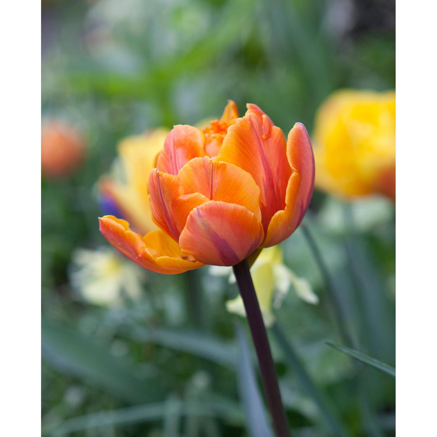 Orange Princess Double Late Tulip - 10 bulbs