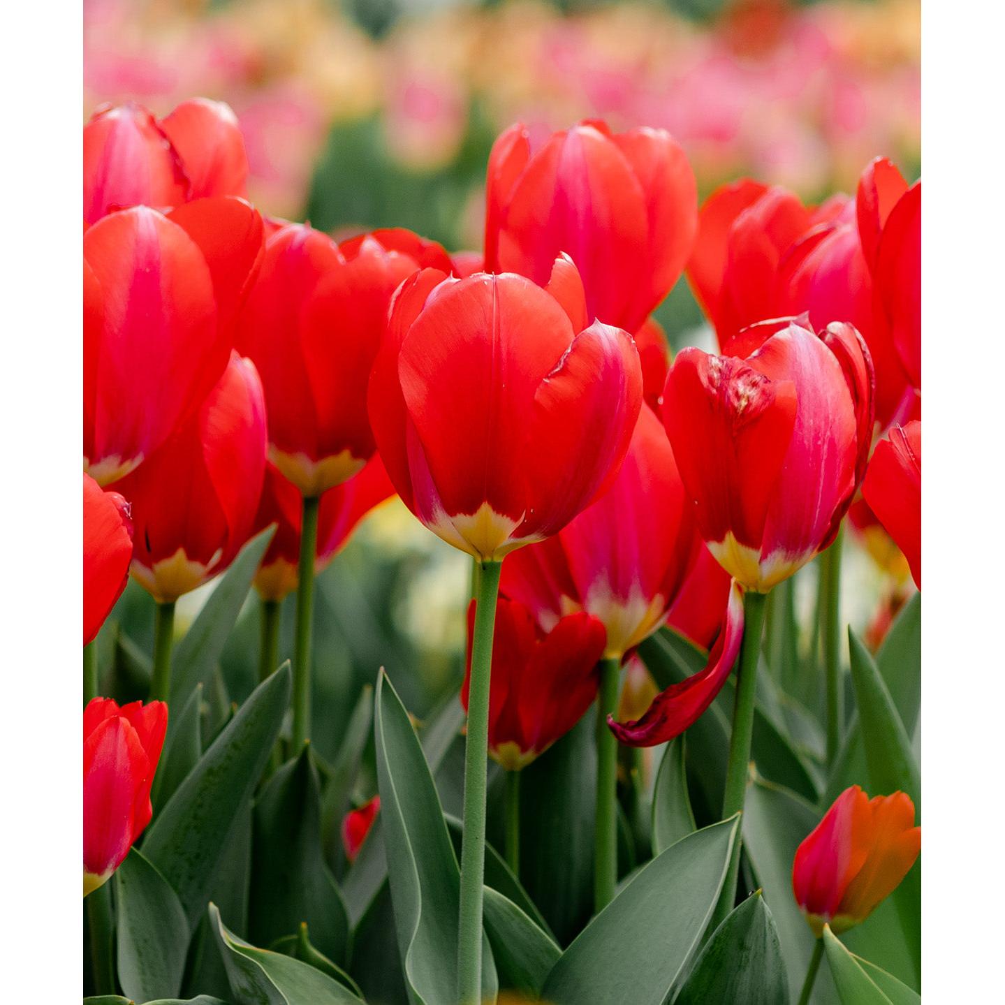 Oxford Darwin Hybrid Tulip - 10 bulbs